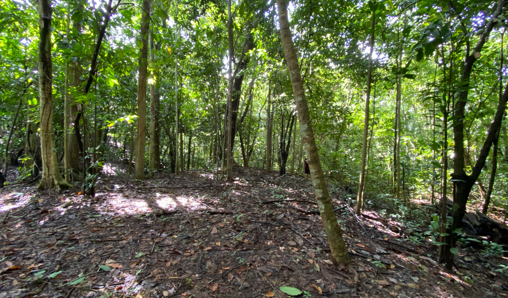 0 bed Land For Sale in Dominical, Puntarenas - thumb 6