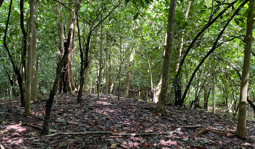 0 bed Land For Sale in Dominical, Puntarenas - thumb 5