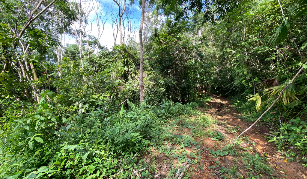 0 bed Land For Sale in Dominical, Puntarenas - thumb 14