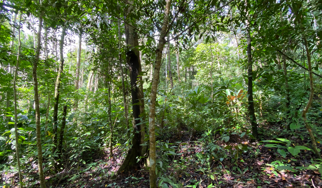 0 bed Land For Sale in Dominical, Puntarenas - thumb 8