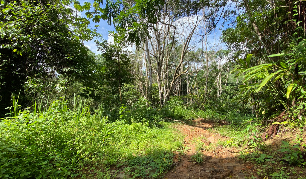 0 bed Land For Sale in Dominical, Puntarenas - thumb 12