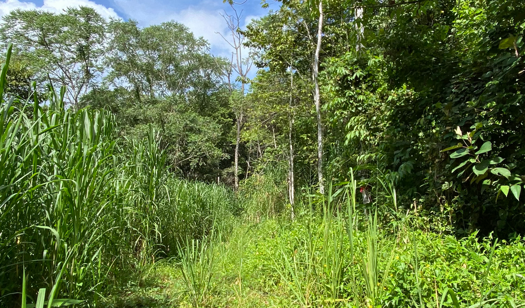 0 bed Land For Sale in Dominical, Puntarenas - thumb 10