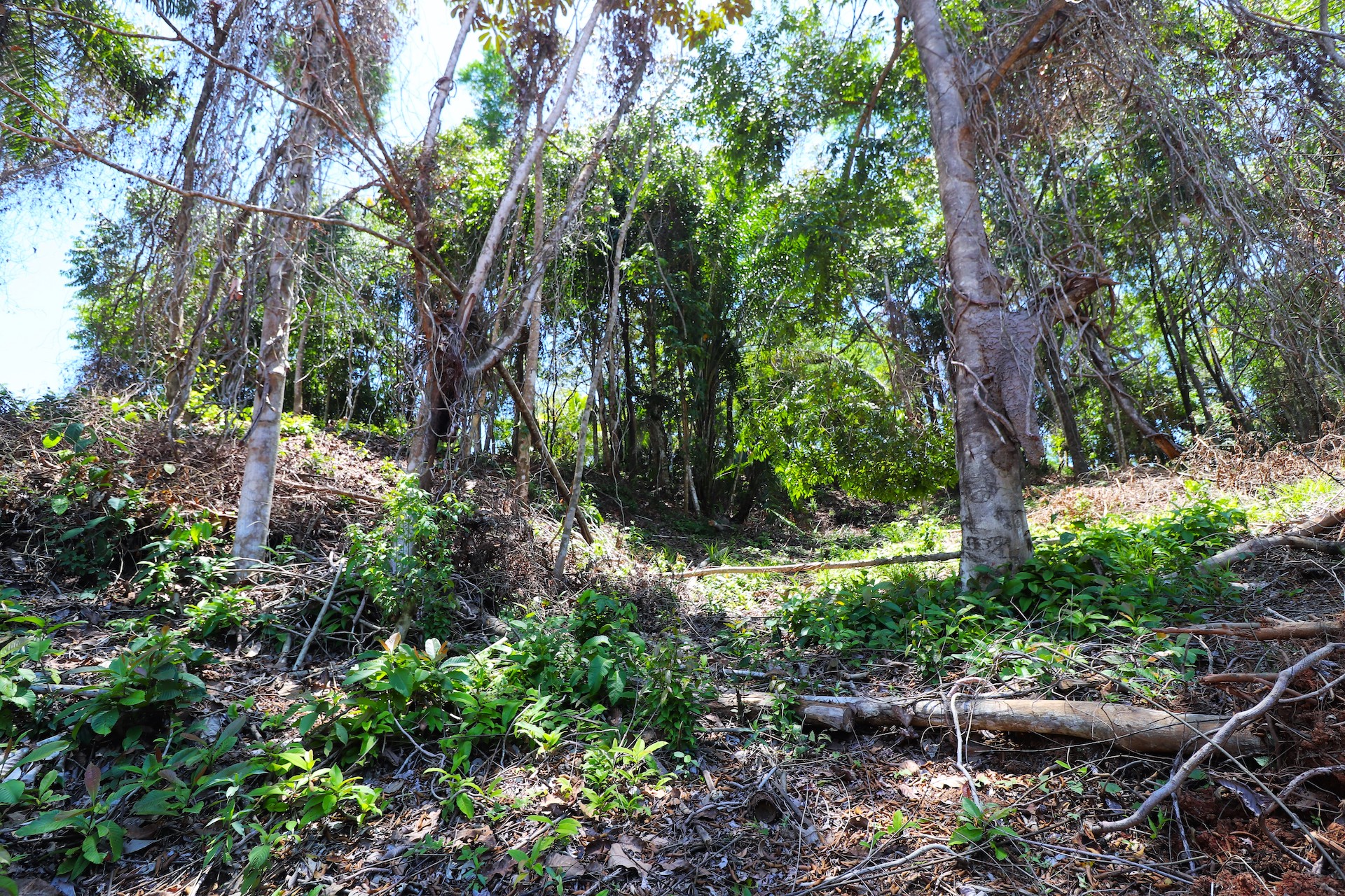 0 bed Land For Sale in Ojochal, Puntarenas - thumb 21