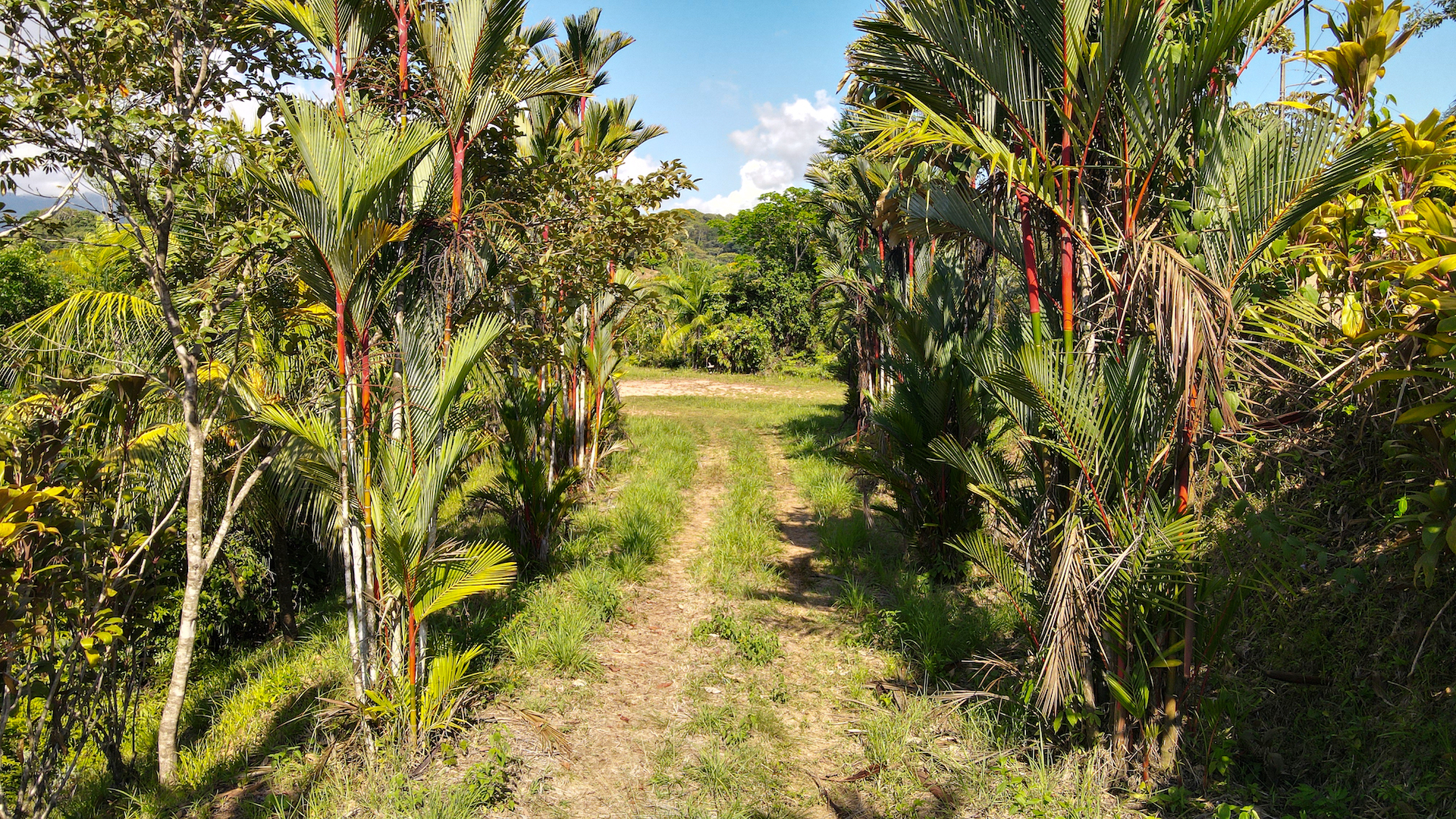 0 bed Land For Sale in Ojochal, Puntarenas - thumb 3