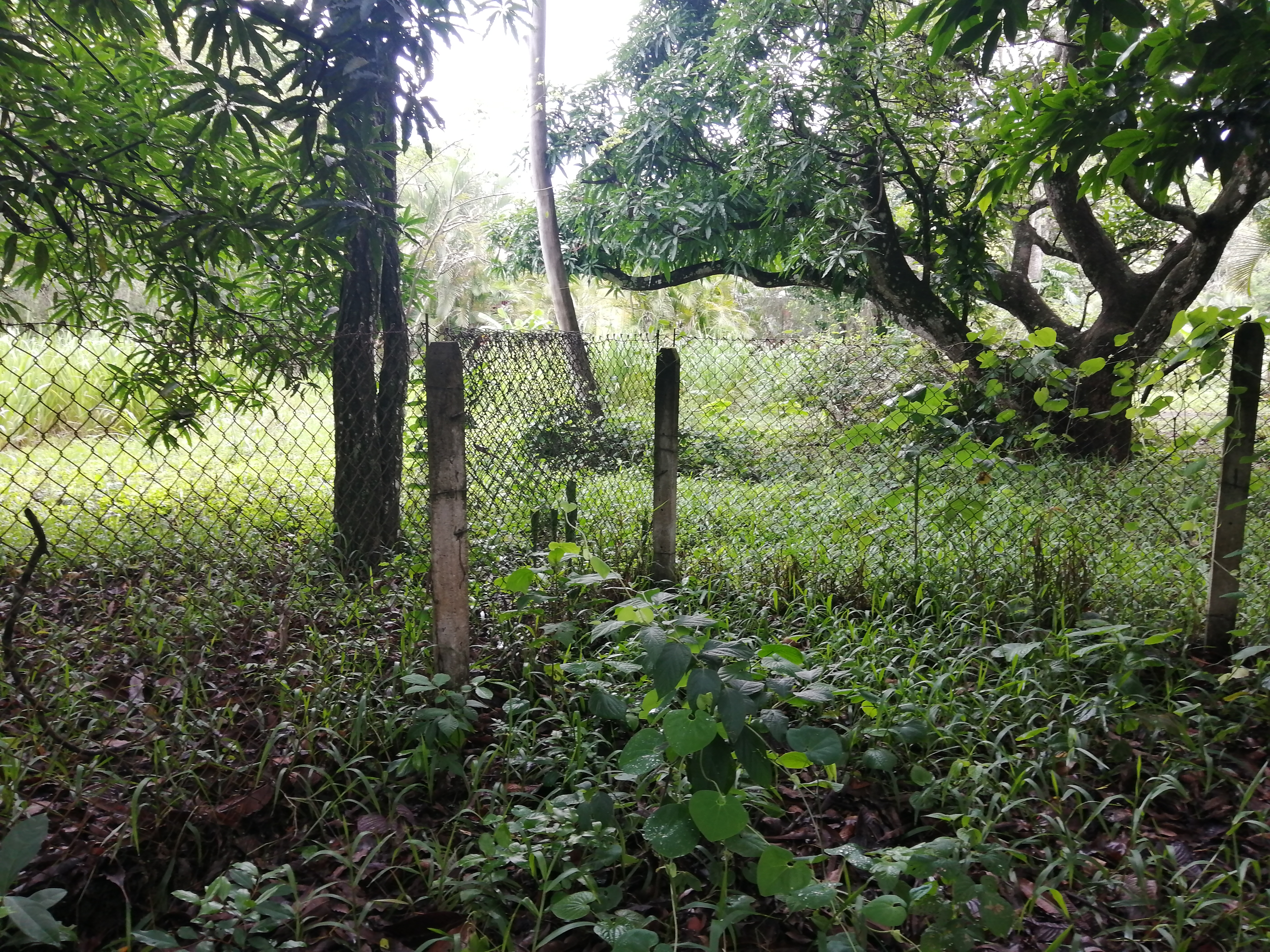 0 bed Land For Sale in Atenas, Alajuela - thumb 2