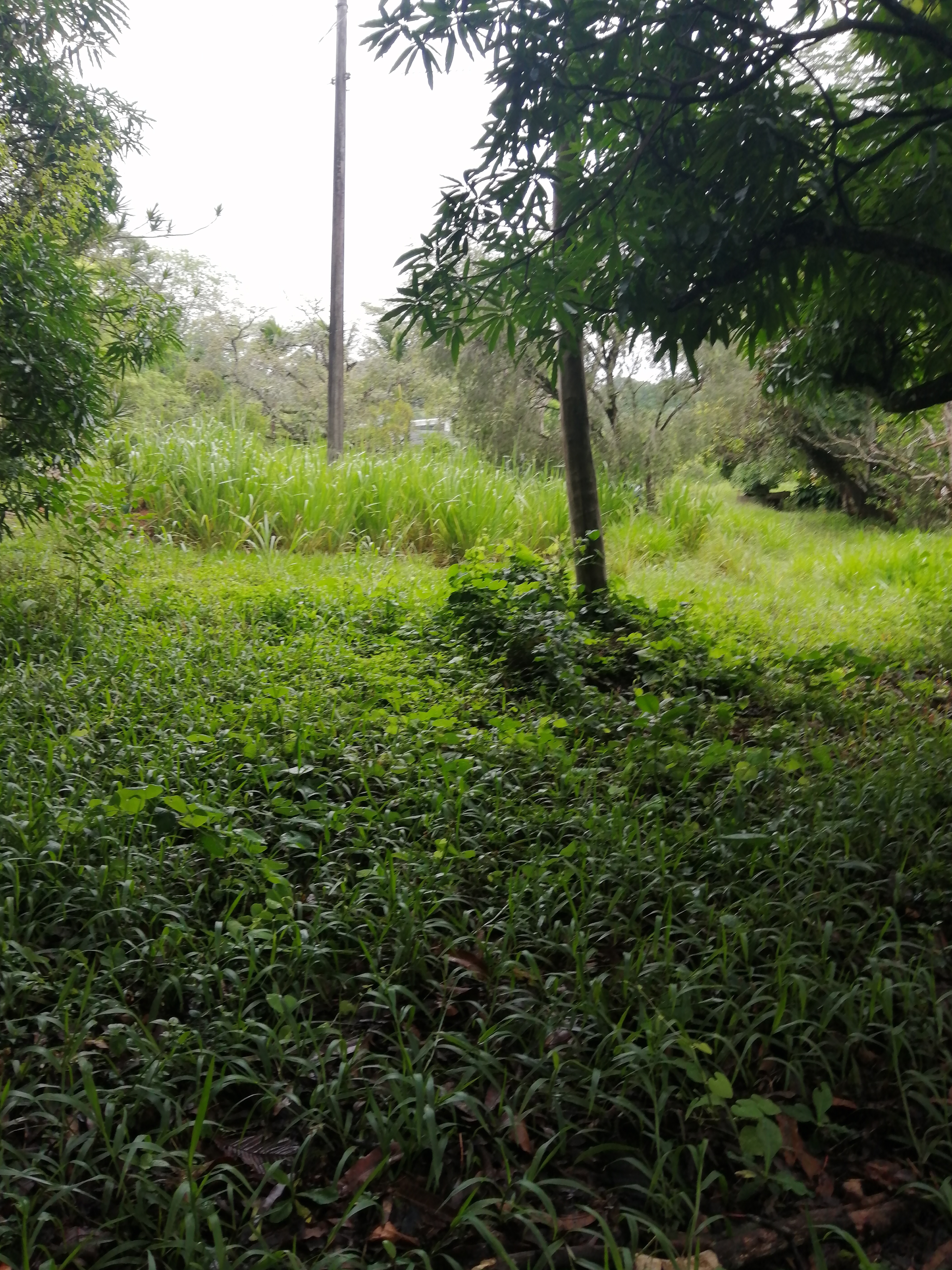 0 bed Land For Sale in Atenas, Alajuela - thumb 1