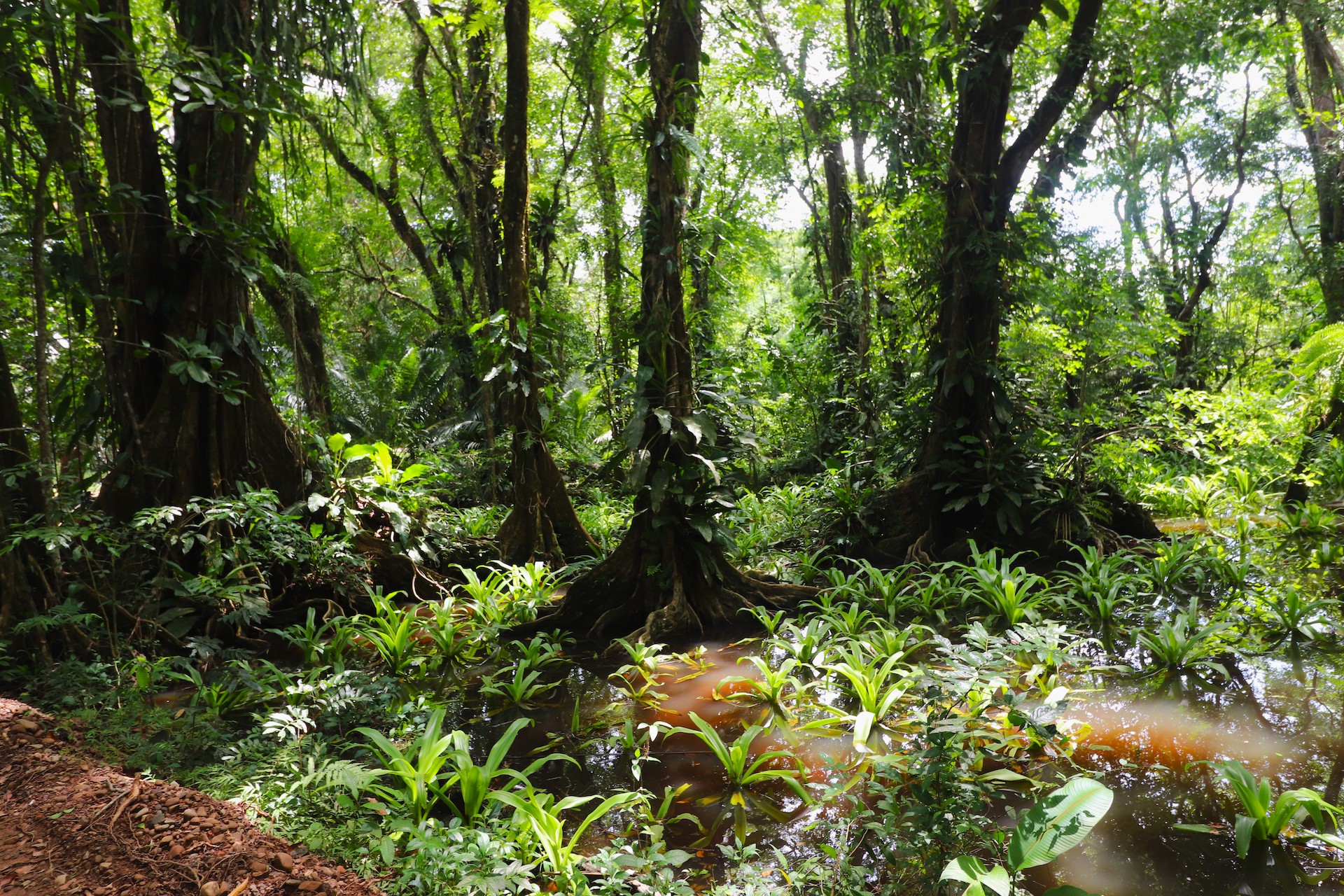 0 bed Land For Sale in Uvita, Puntarenas - thumb 15