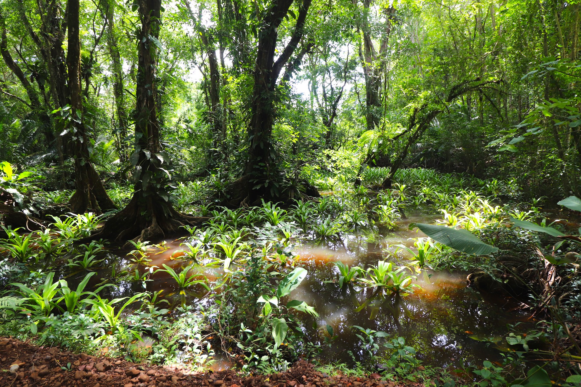 0 bed Land For Sale in Uvita, Puntarenas - thumb 16