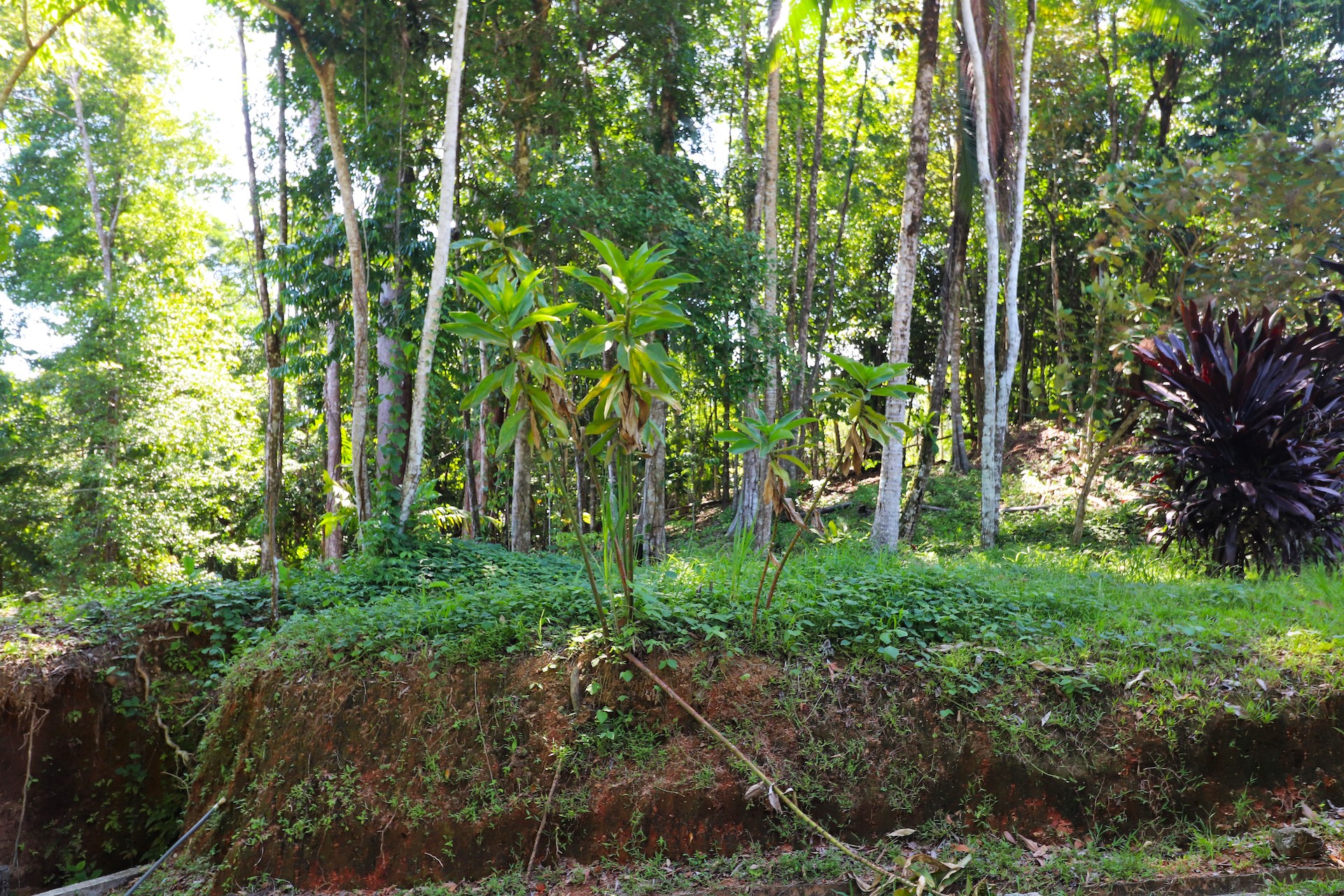 0 bed Land For Sale in Uvita, Puntarenas - thumb 19