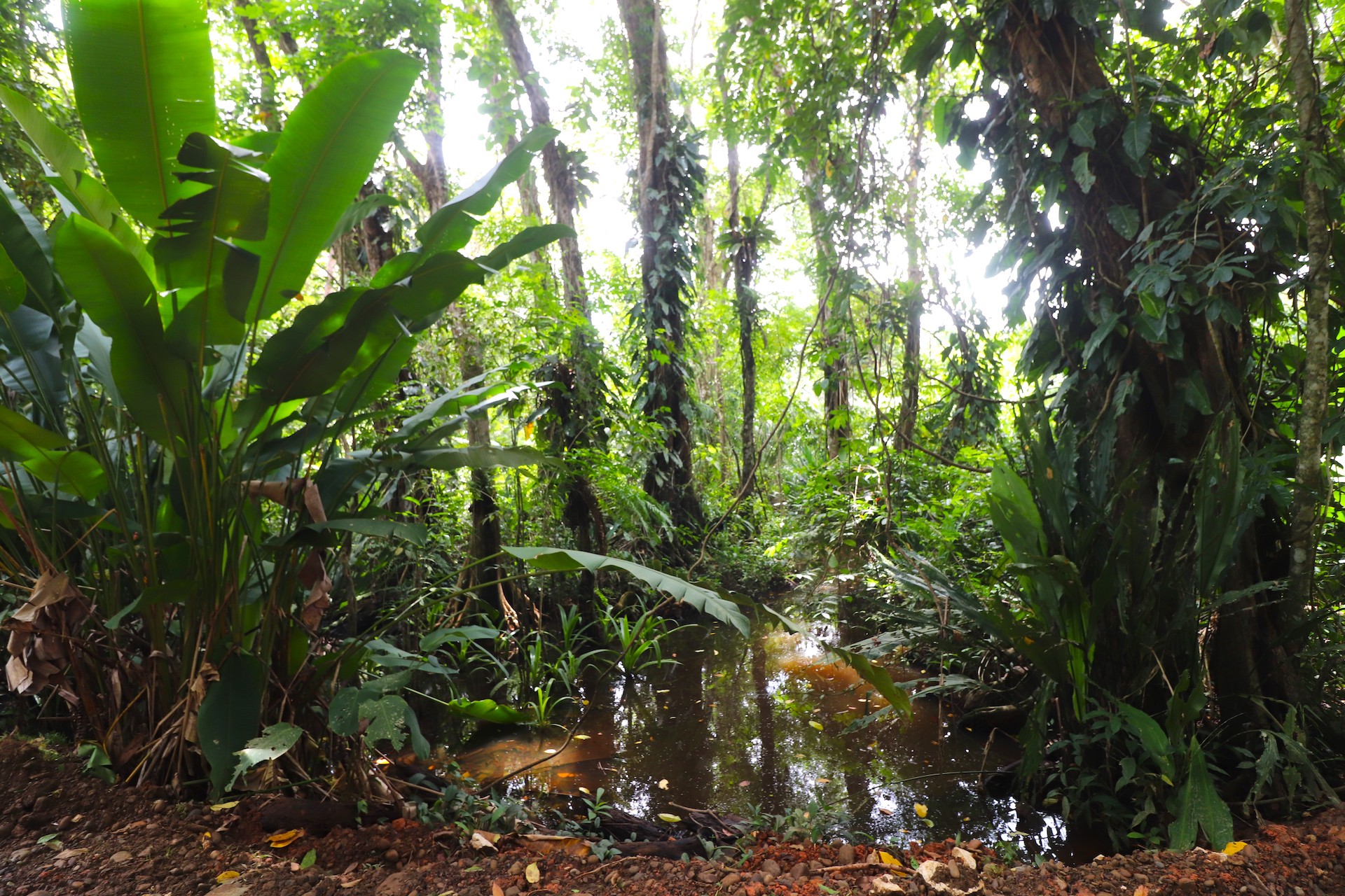 0 bed Land For Sale in Uvita, Puntarenas - thumb 14