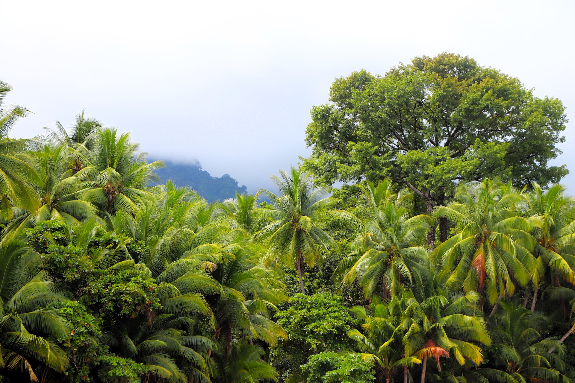 0 bed Land For Sale in Uvita, Puntarenas - thumb 17