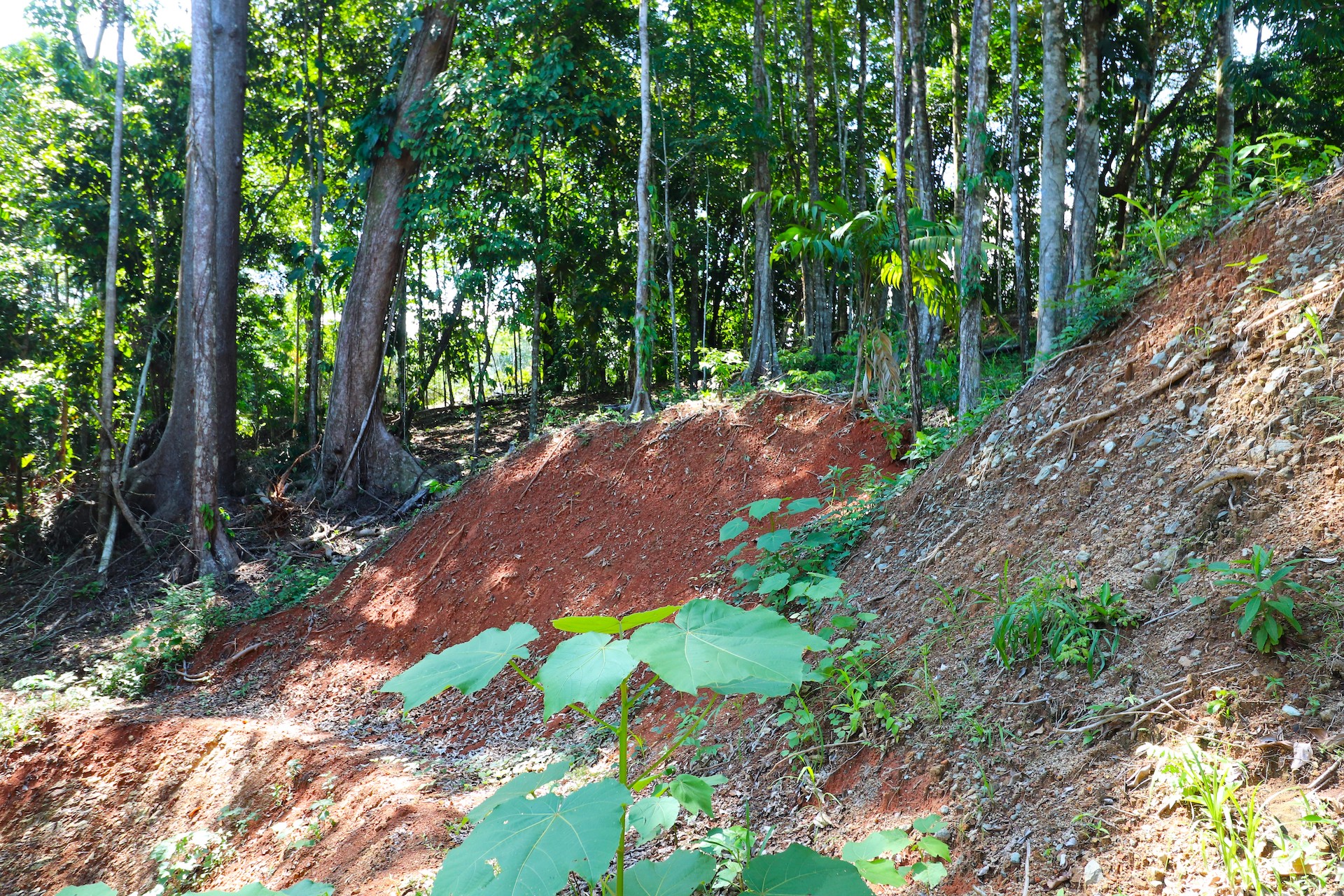 0 bed Land For Sale in Uvita, Puntarenas - thumb 20