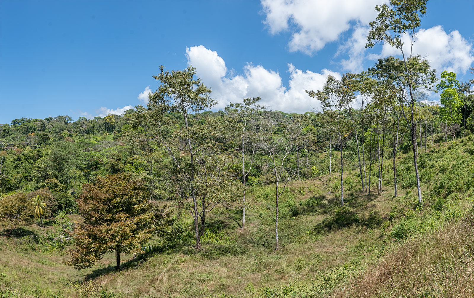 0 bed Land For Sale in Uvita, Puntarenas - thumb 11