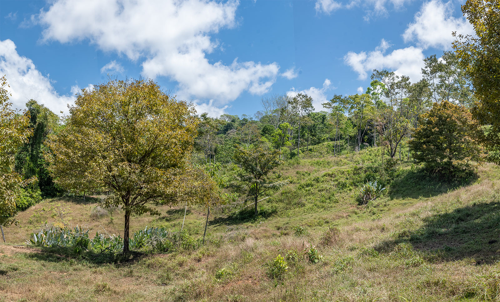 0 bed Land For Sale in Uvita, Puntarenas - thumb 7