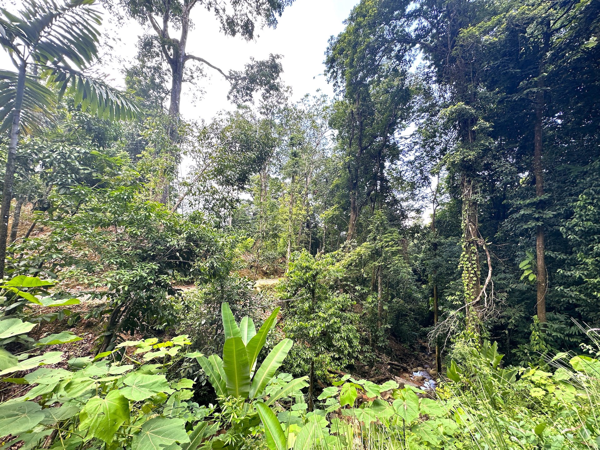 0 bed Land For Sale in Ojochal, Puntarenas - thumb 24