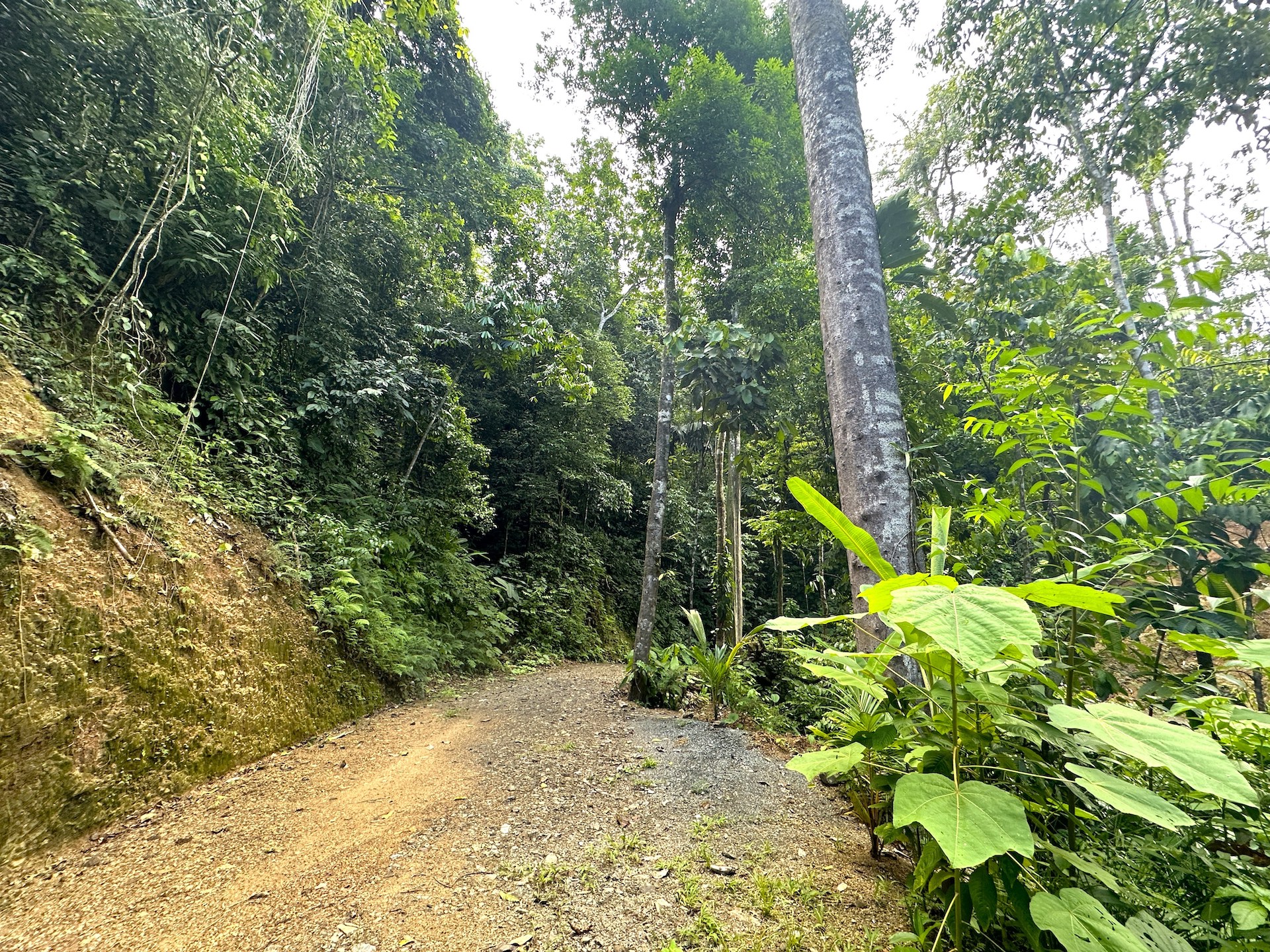 0 bed Land For Sale in Ojochal, Puntarenas - thumb 20