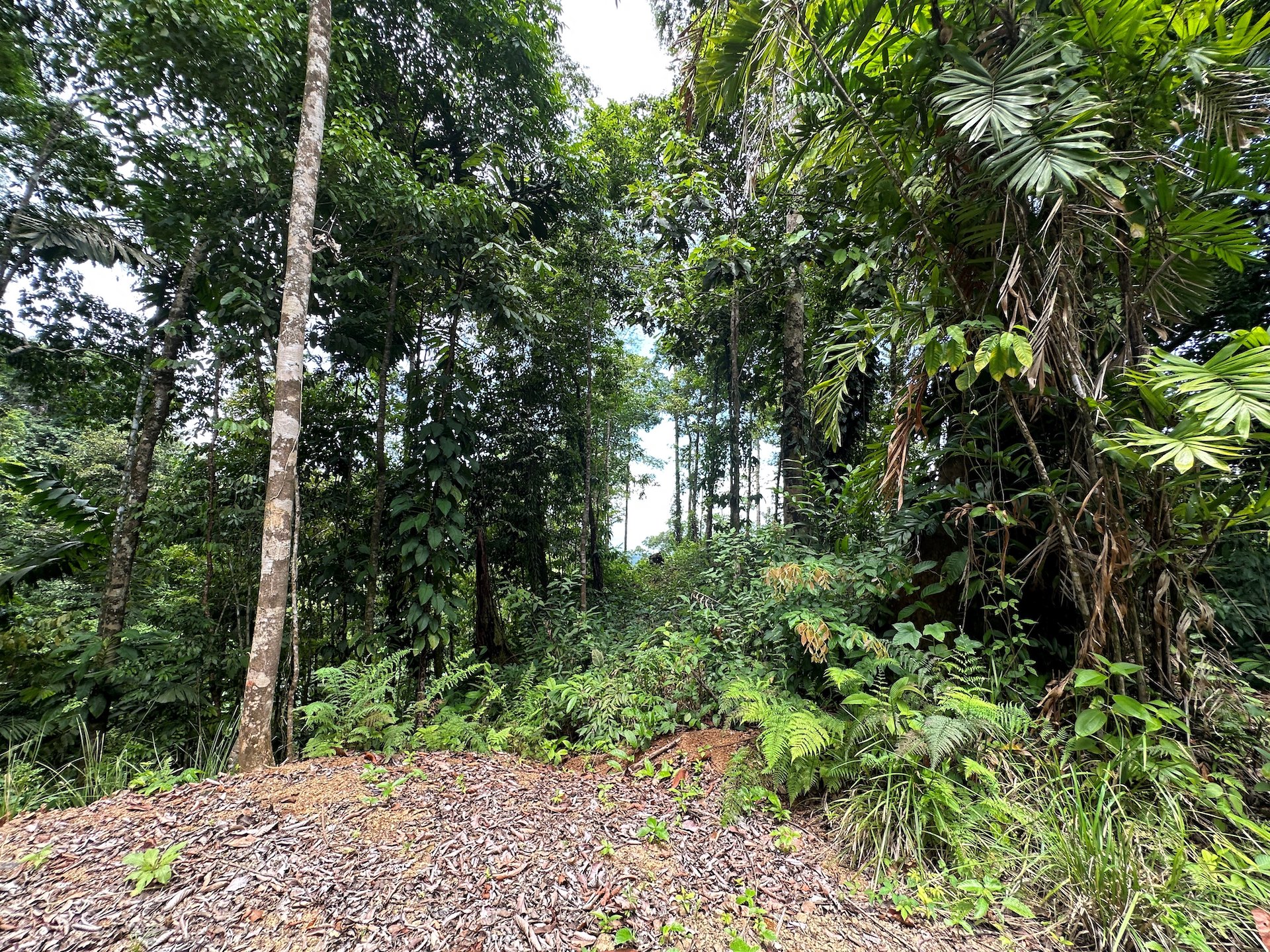 0 bed Land For Sale in Ojochal, Puntarenas - thumb 22