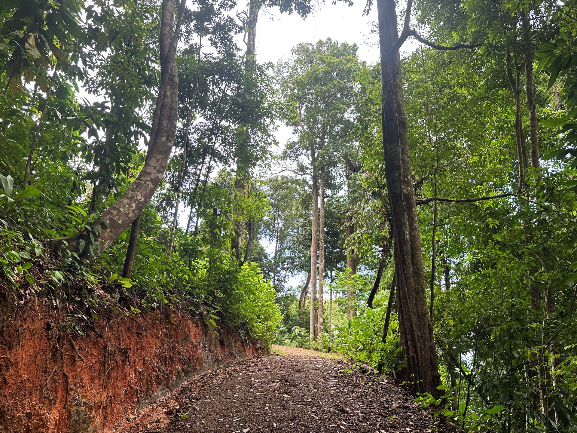 0 bed Land For Sale in Ojochal, Puntarenas - thumb 18