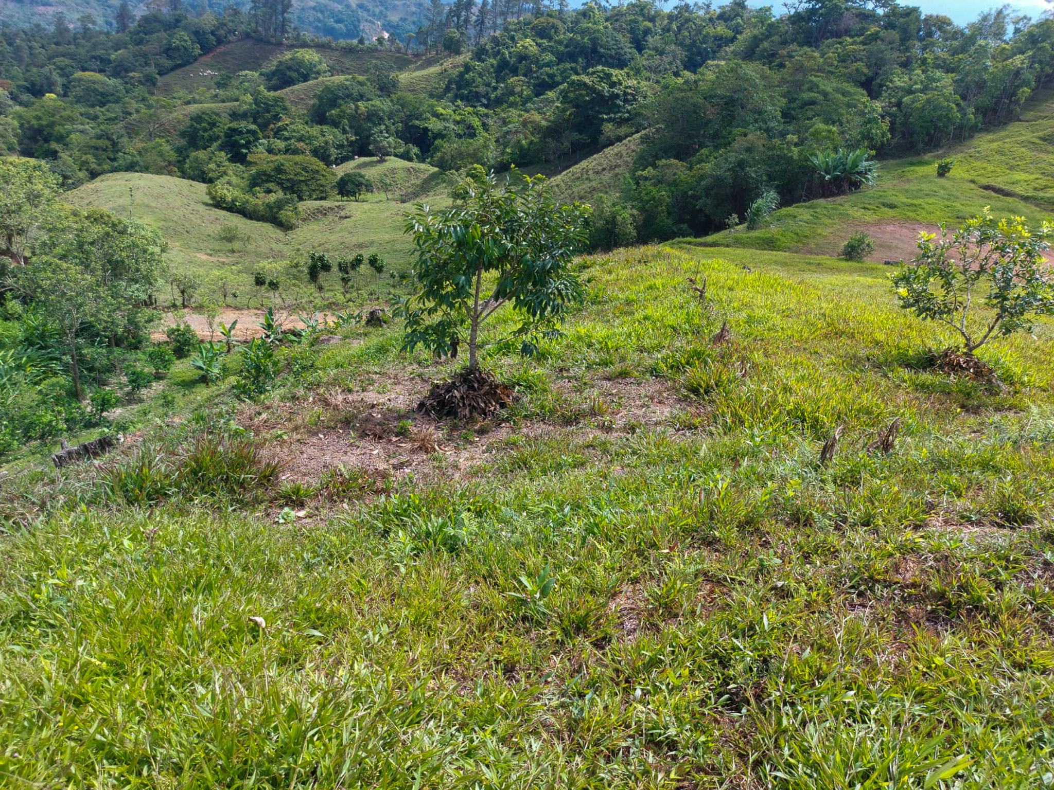 0 bed Land For Sale in Uvita, Puntarenas - thumb 16
