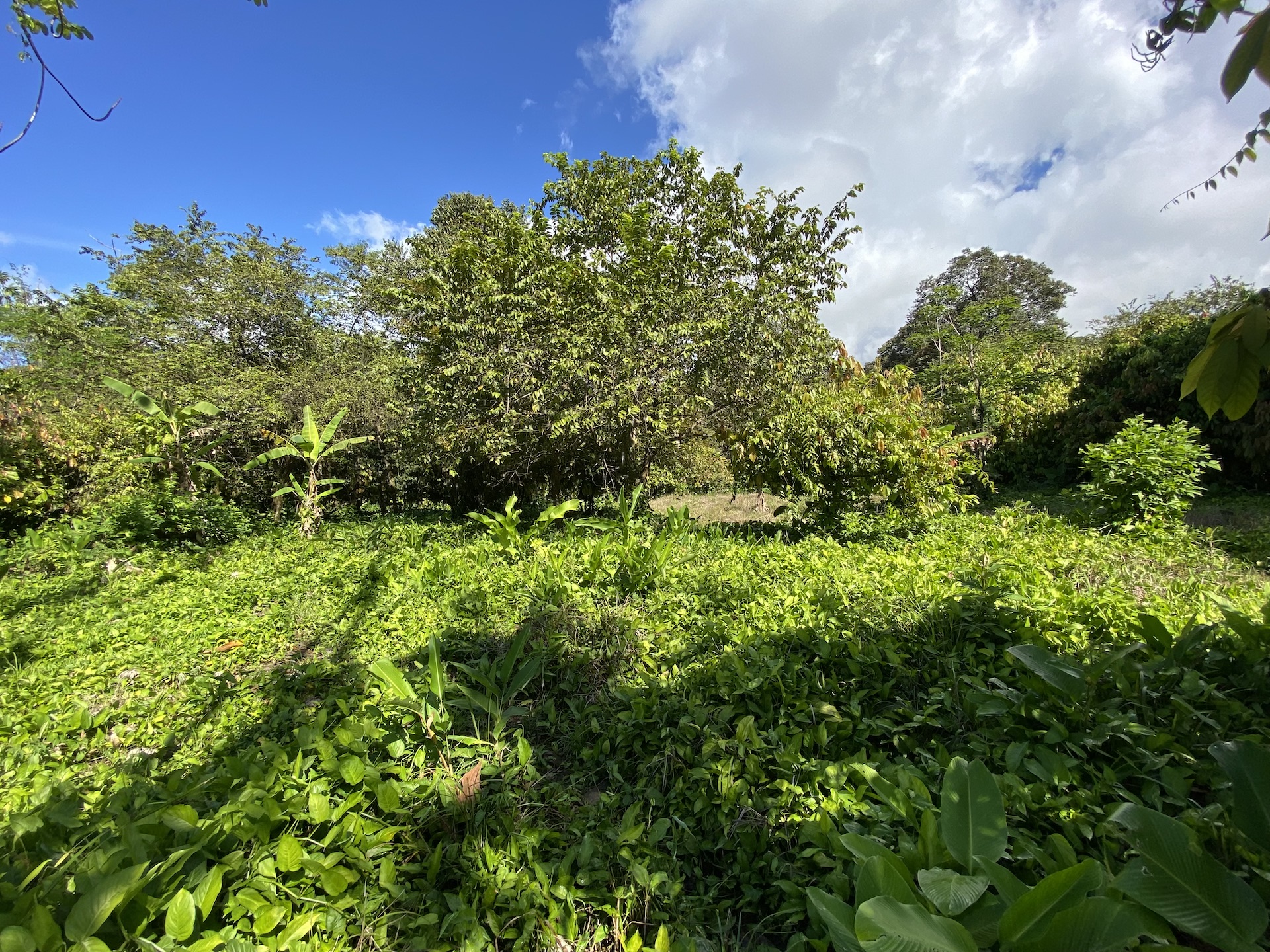 0 bed Land For Sale in Uvita, Puntarenas - thumb 16