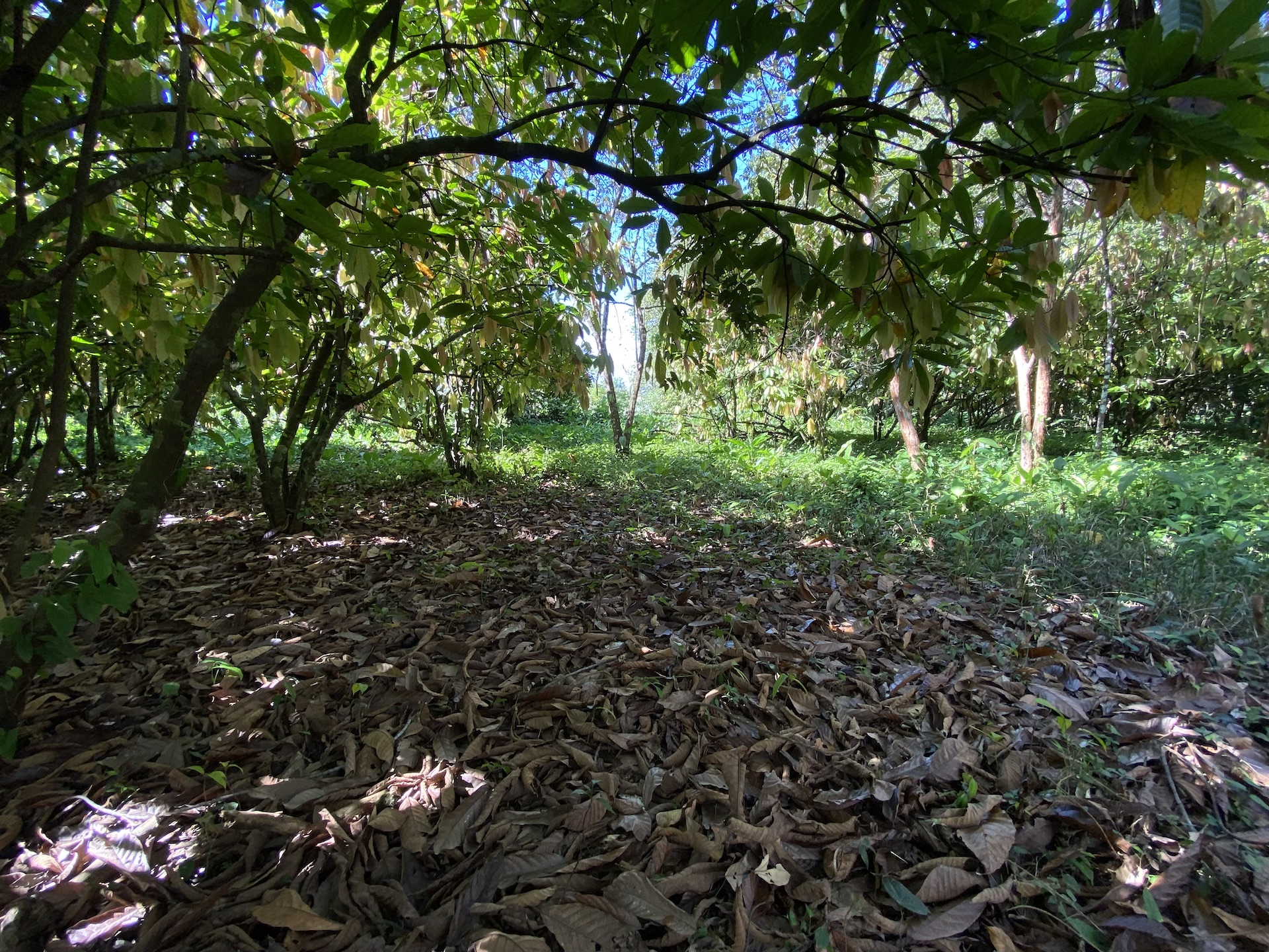 0 bed Land For Sale in Uvita, Puntarenas - thumb 14