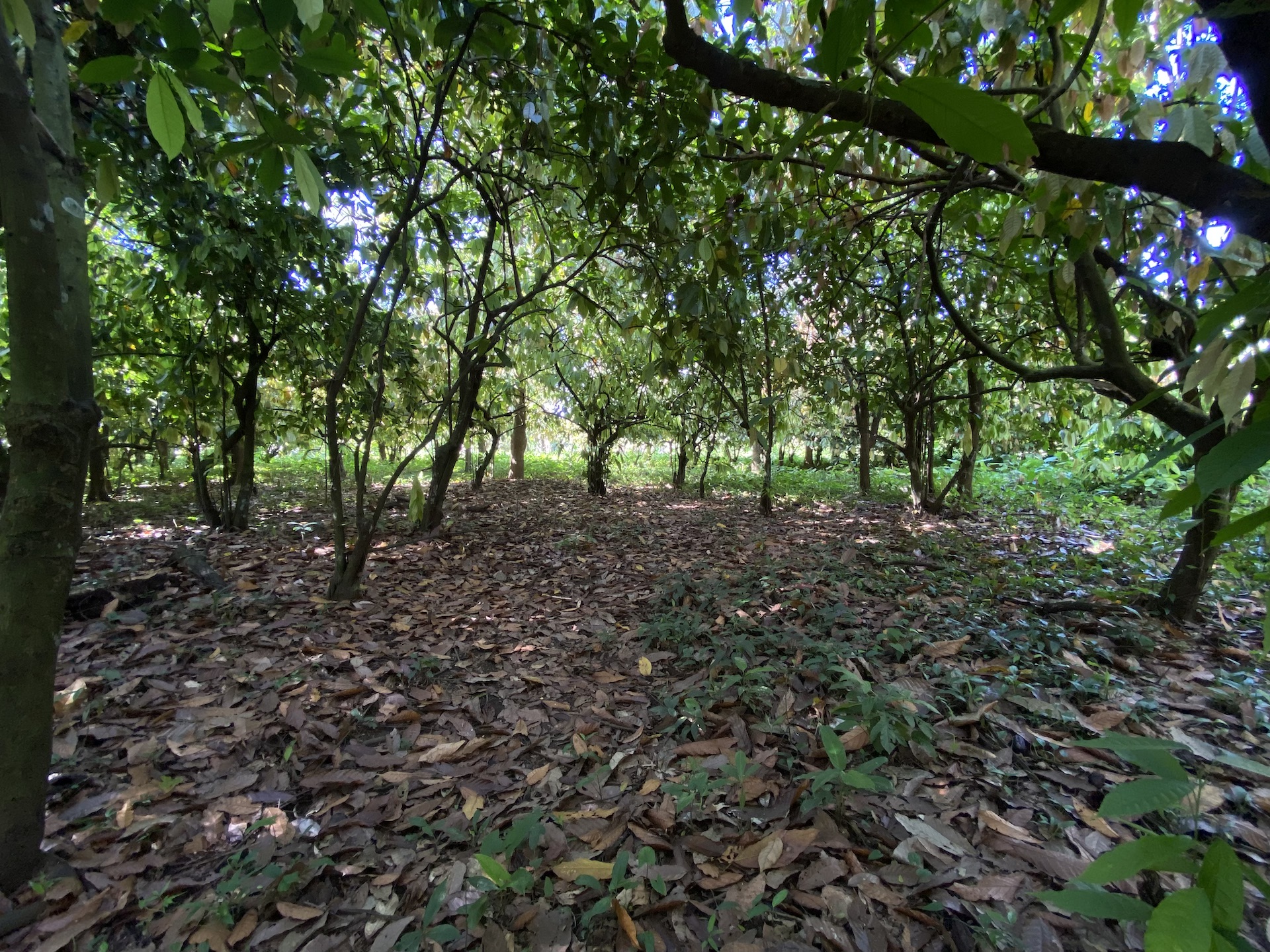 0 bed Land For Sale in Uvita, Puntarenas - thumb 10