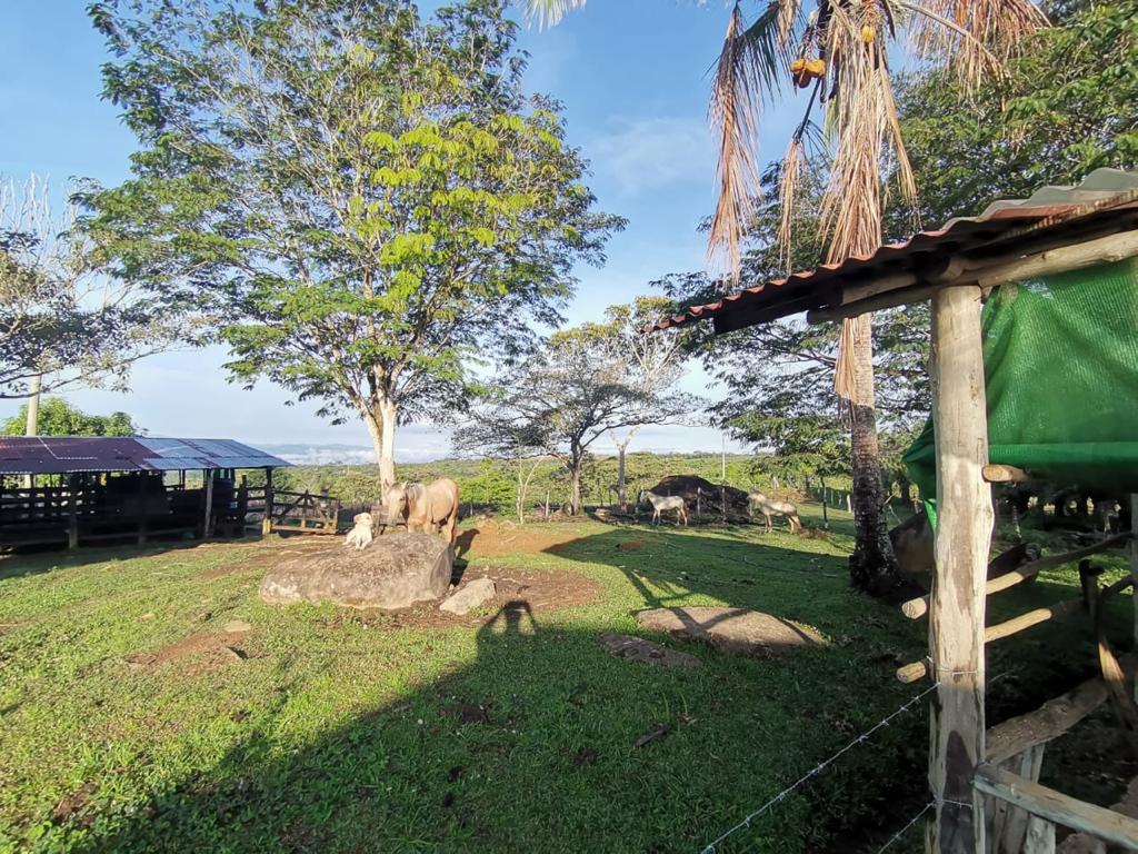 1 bed Land For Sale in Perez Zeledon, San Jose - thumb 22