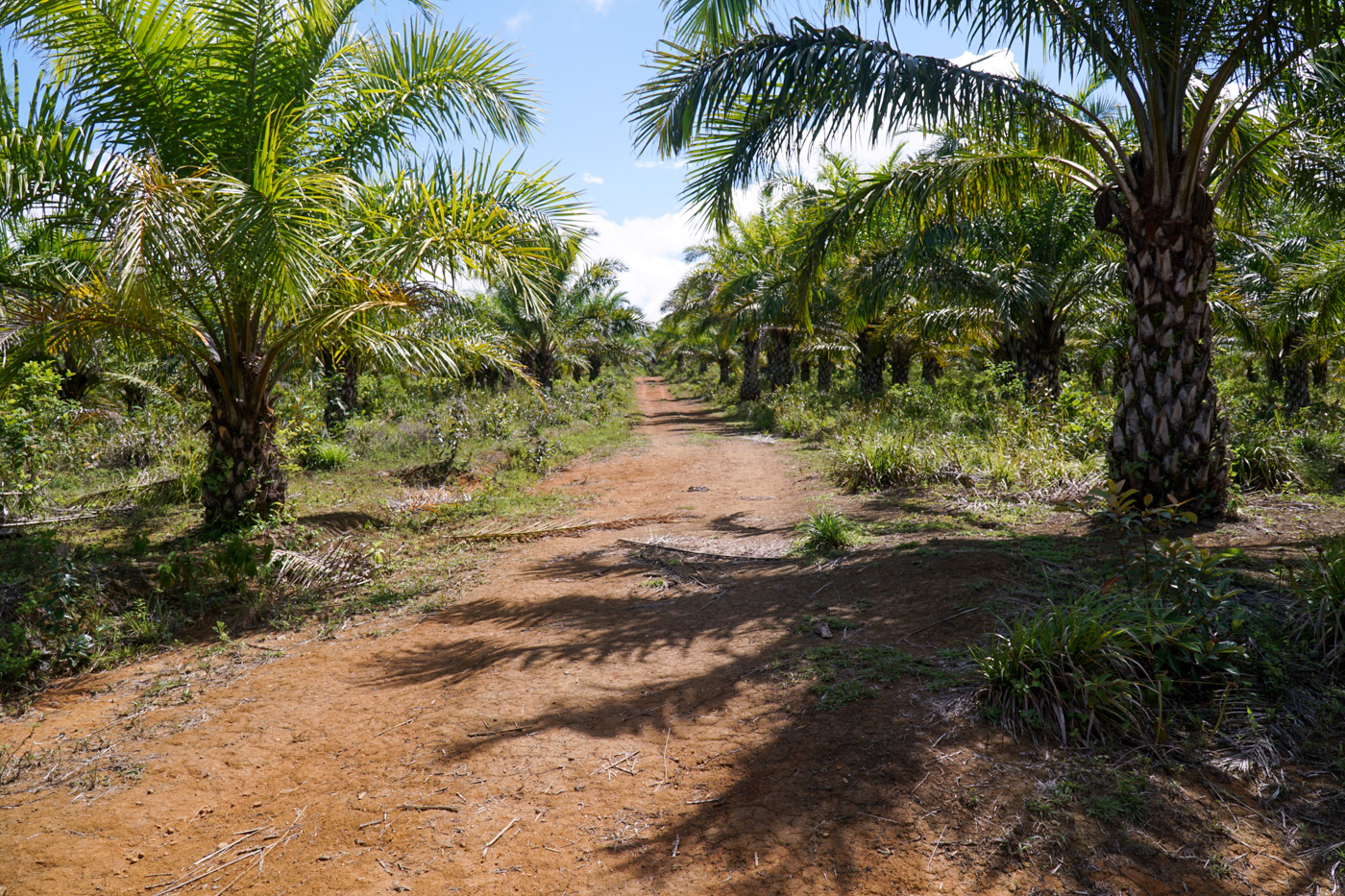 1 bed Land For Sale in Perez Zeledon, San Jose - thumb 7