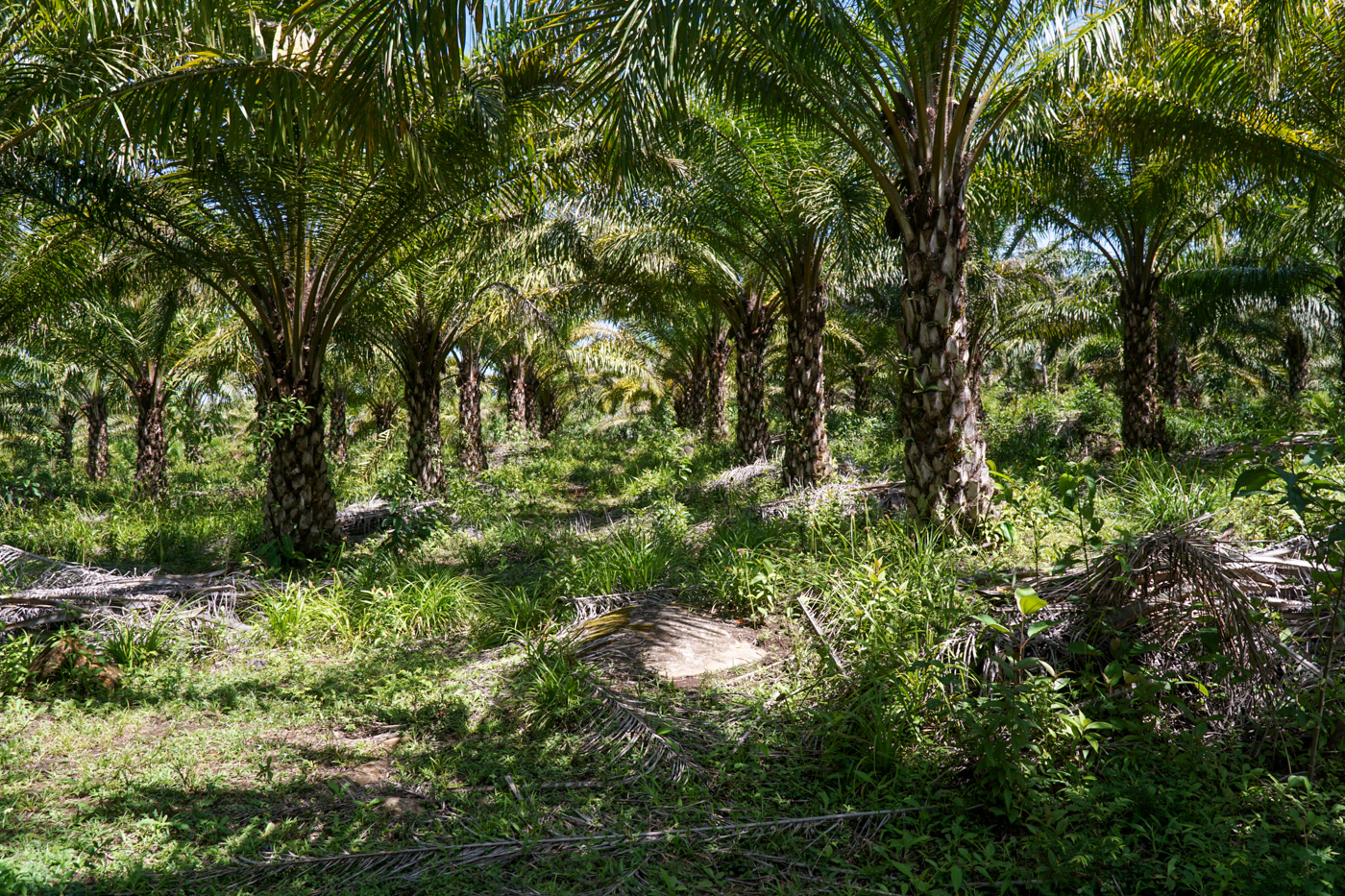 1 bed Land For Sale in Perez Zeledon, San Jose - thumb 10