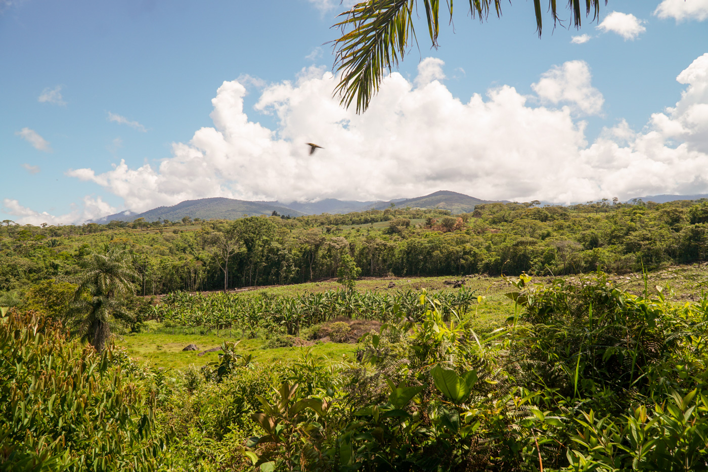 1 bed Land For Sale in Perez Zeledon, San Jose - thumb 15