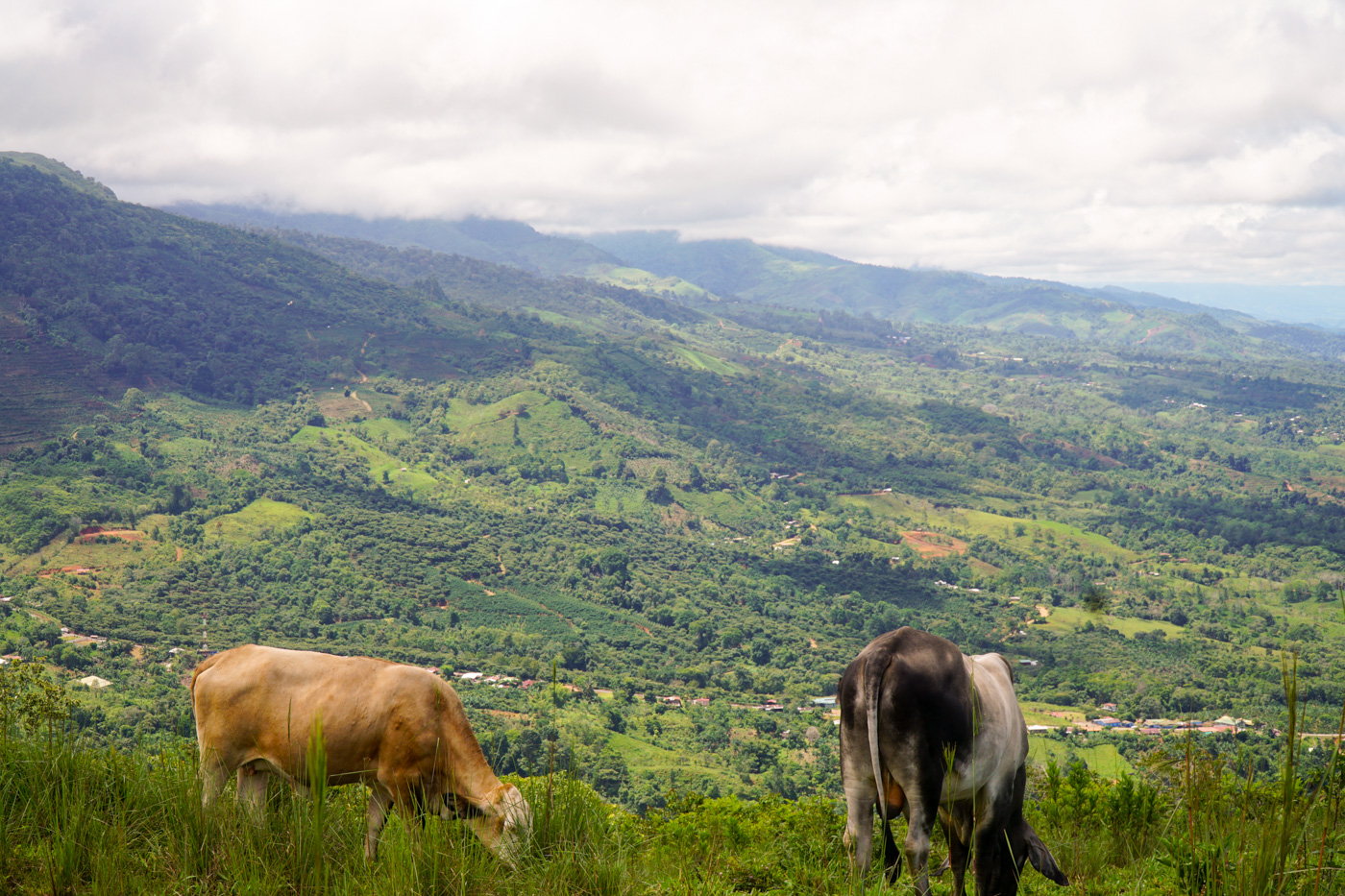 0 bed Land For Sale in Perez Zeledon, San Jose - thumb 7