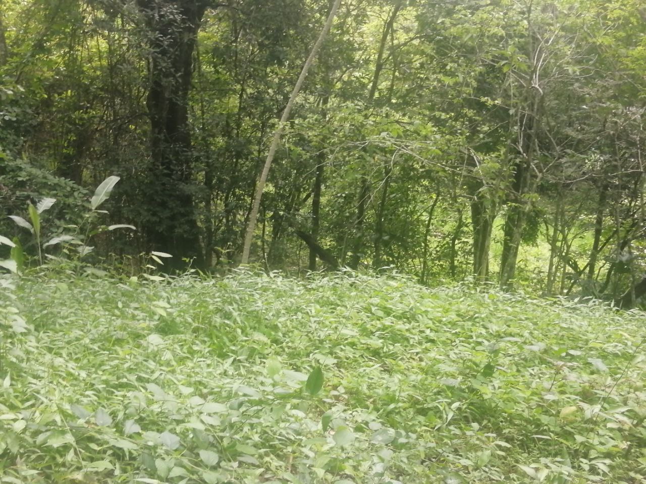 0 bed Land For Sale in Atenas, Alajuela - thumb 16