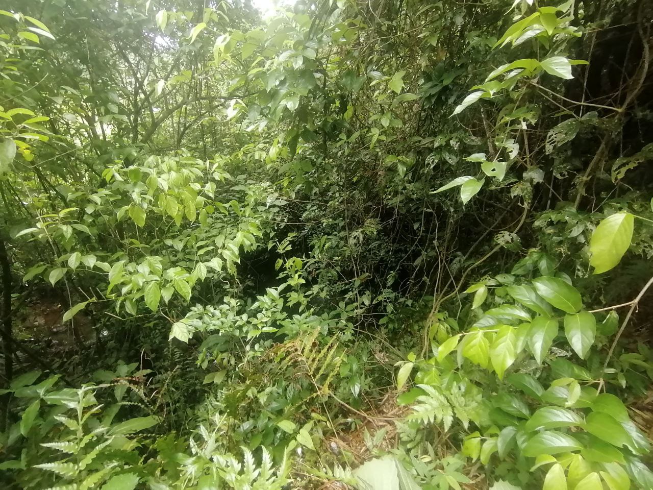 0 bed Land For Sale in Atenas, Alajuela - thumb 14