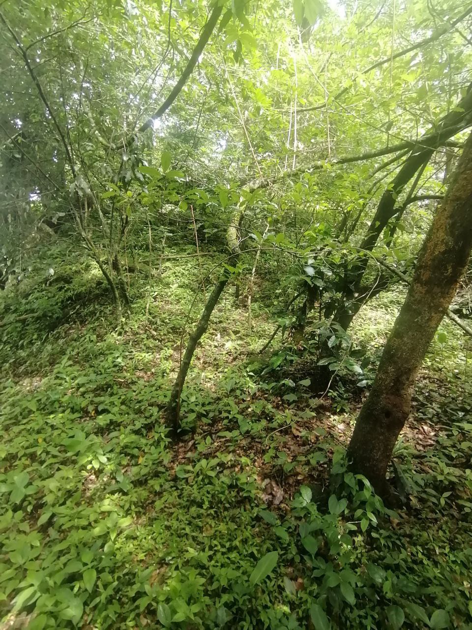 0 bed Land For Sale in Atenas, Alajuela - thumb 7