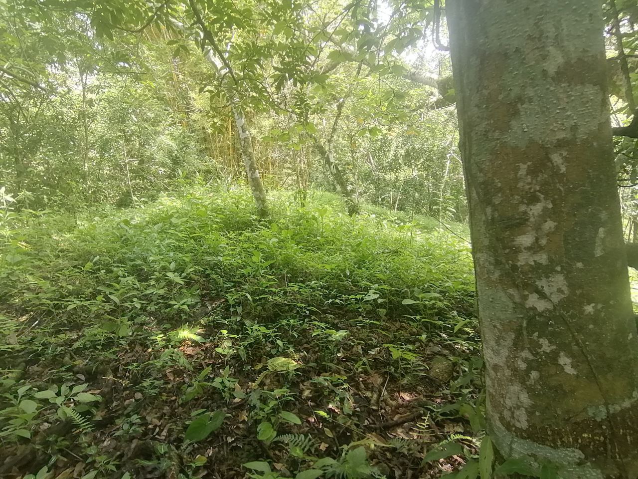 0 bed Land For Sale in Atenas, Alajuela - thumb 11