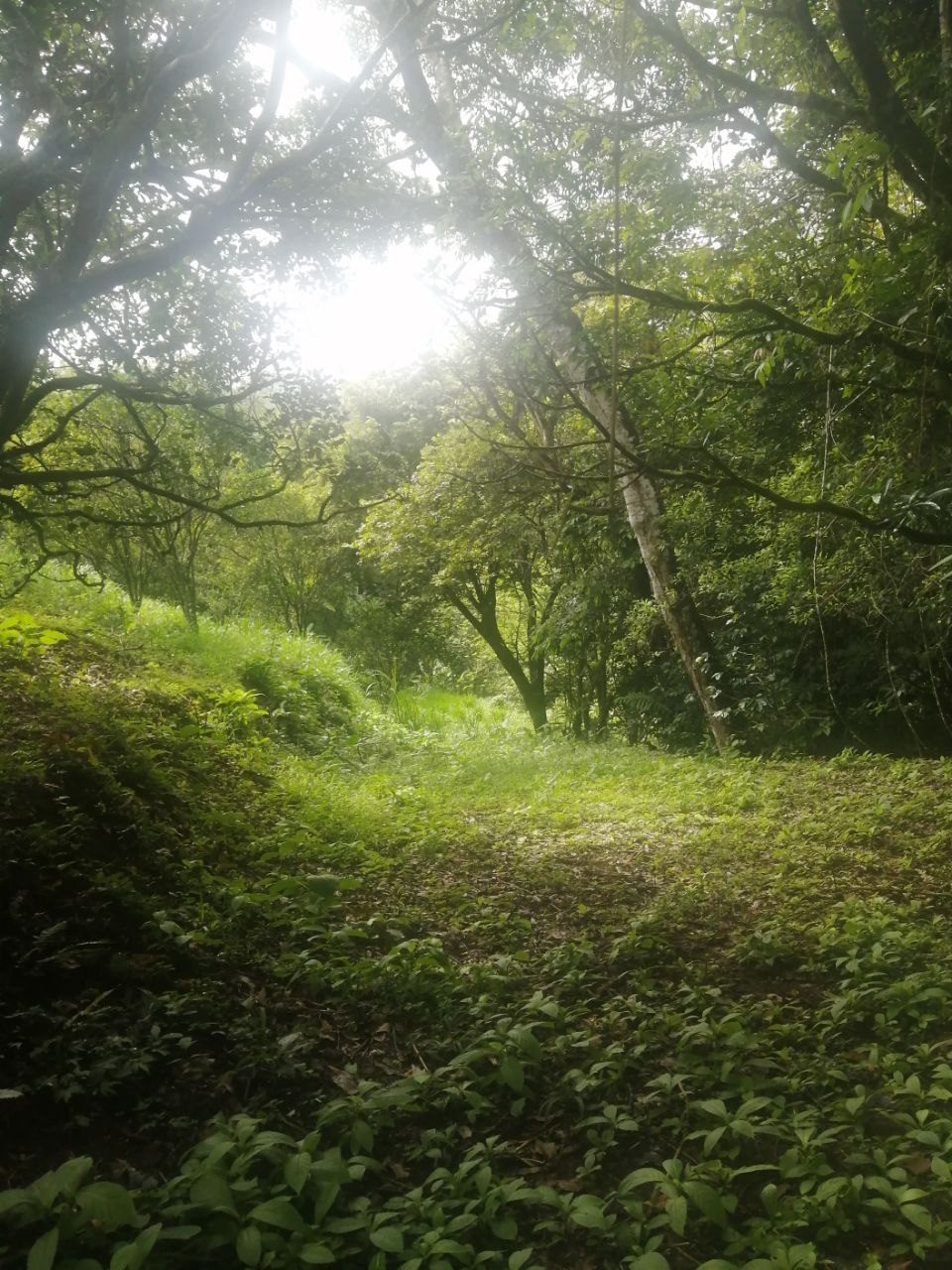 0 bed Land For Sale in Atenas, Alajuela - thumb 23