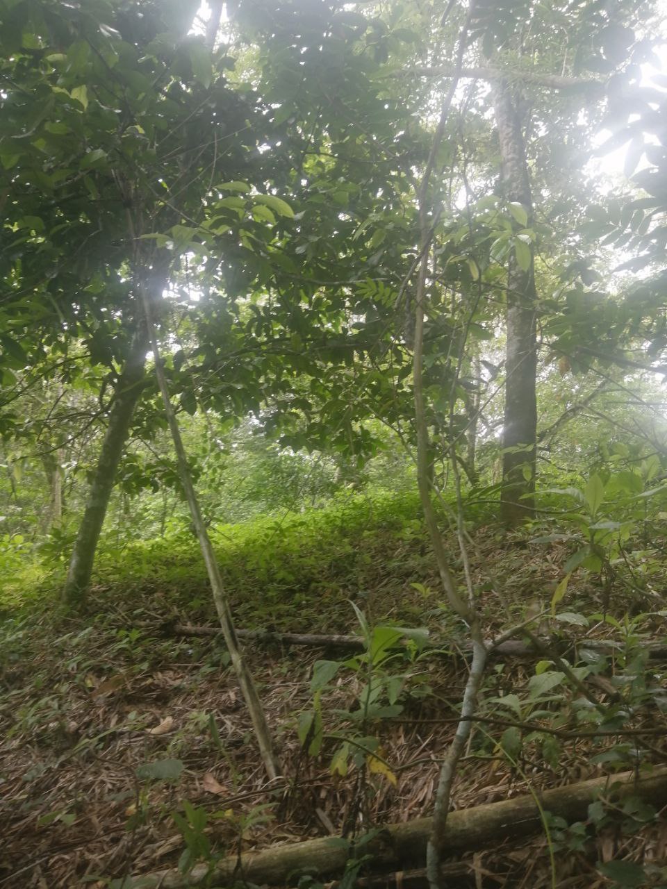 0 bed Land For Sale in Atenas, Alajuela - thumb 18