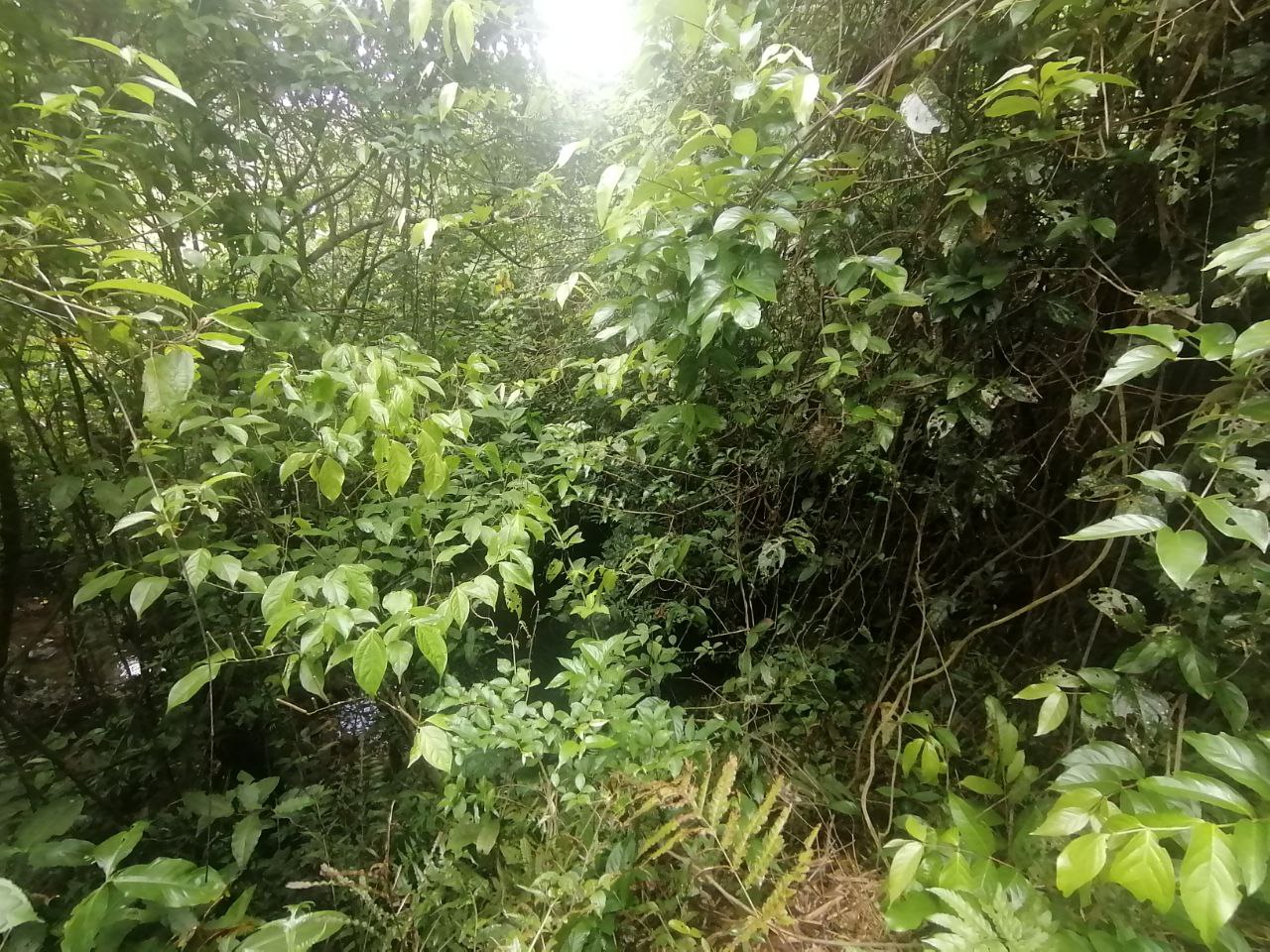 0 bed Land For Sale in Atenas, Alajuela - thumb 15