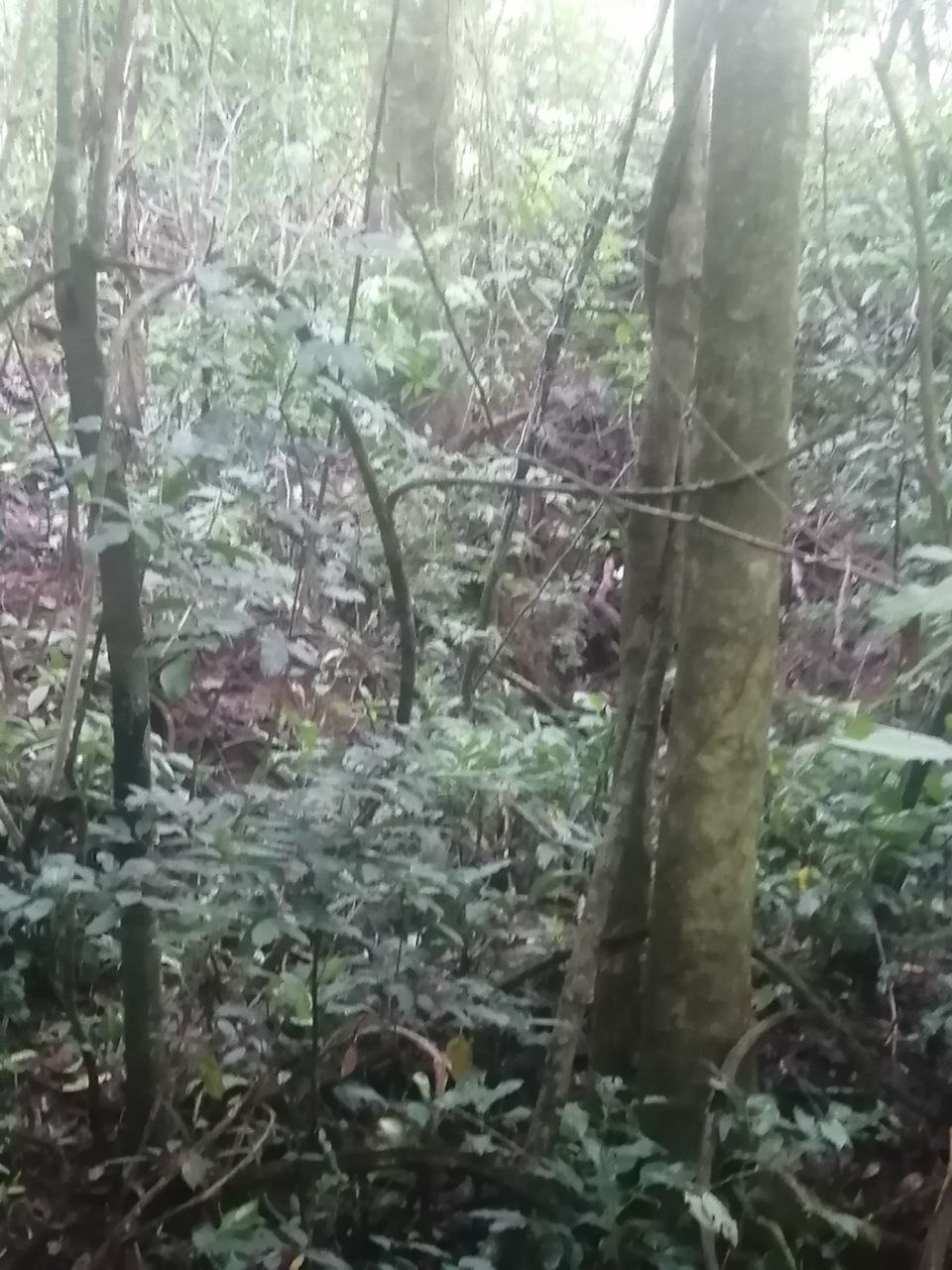 0 bed Land For Sale in Atenas, Alajuela - thumb 17