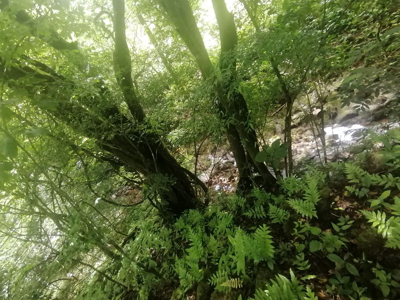 0 bed Land For Sale in Atenas, Alajuela - thumb 12