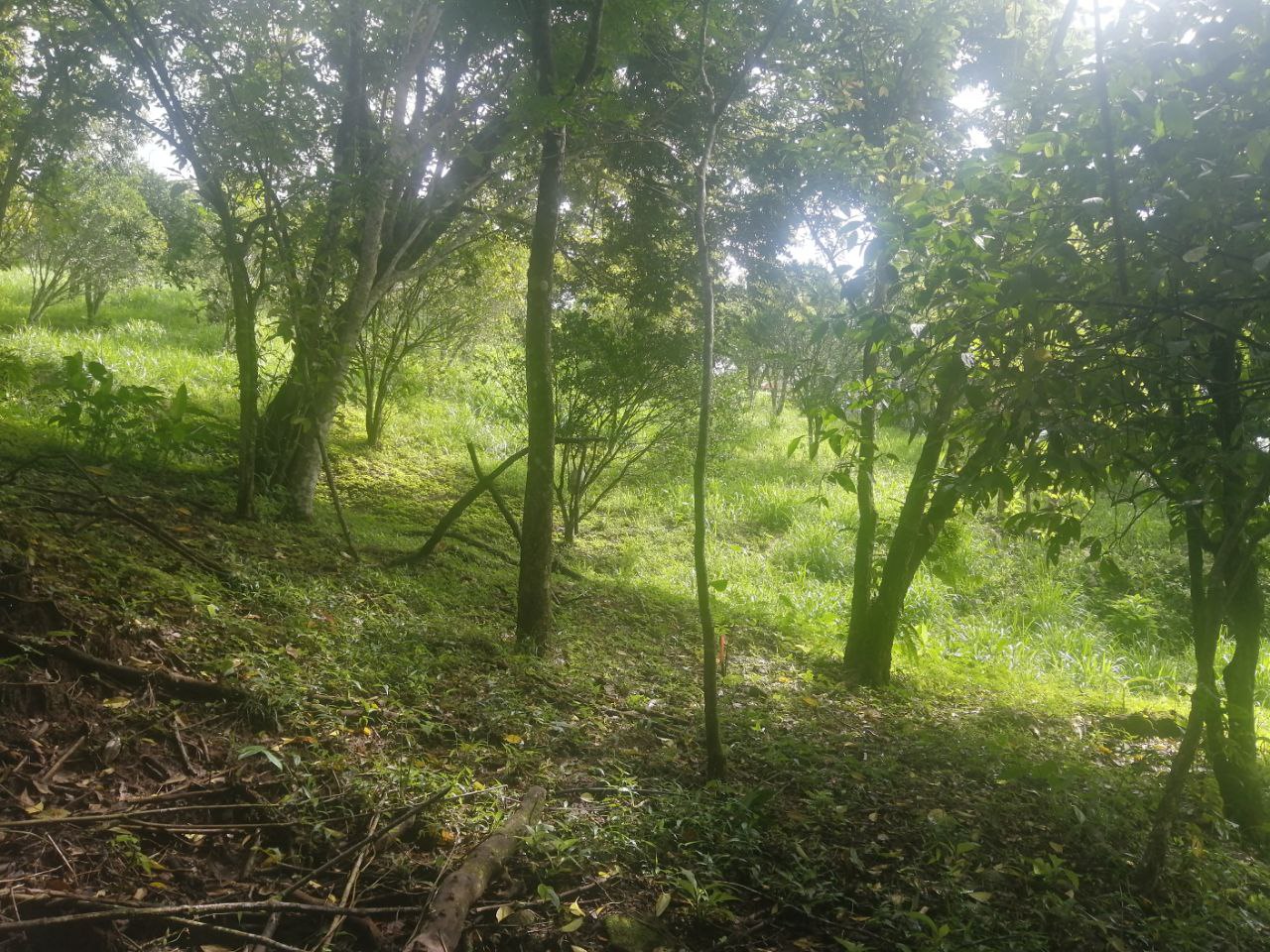 0 bed Land For Sale in Atenas, Alajuela - thumb 19