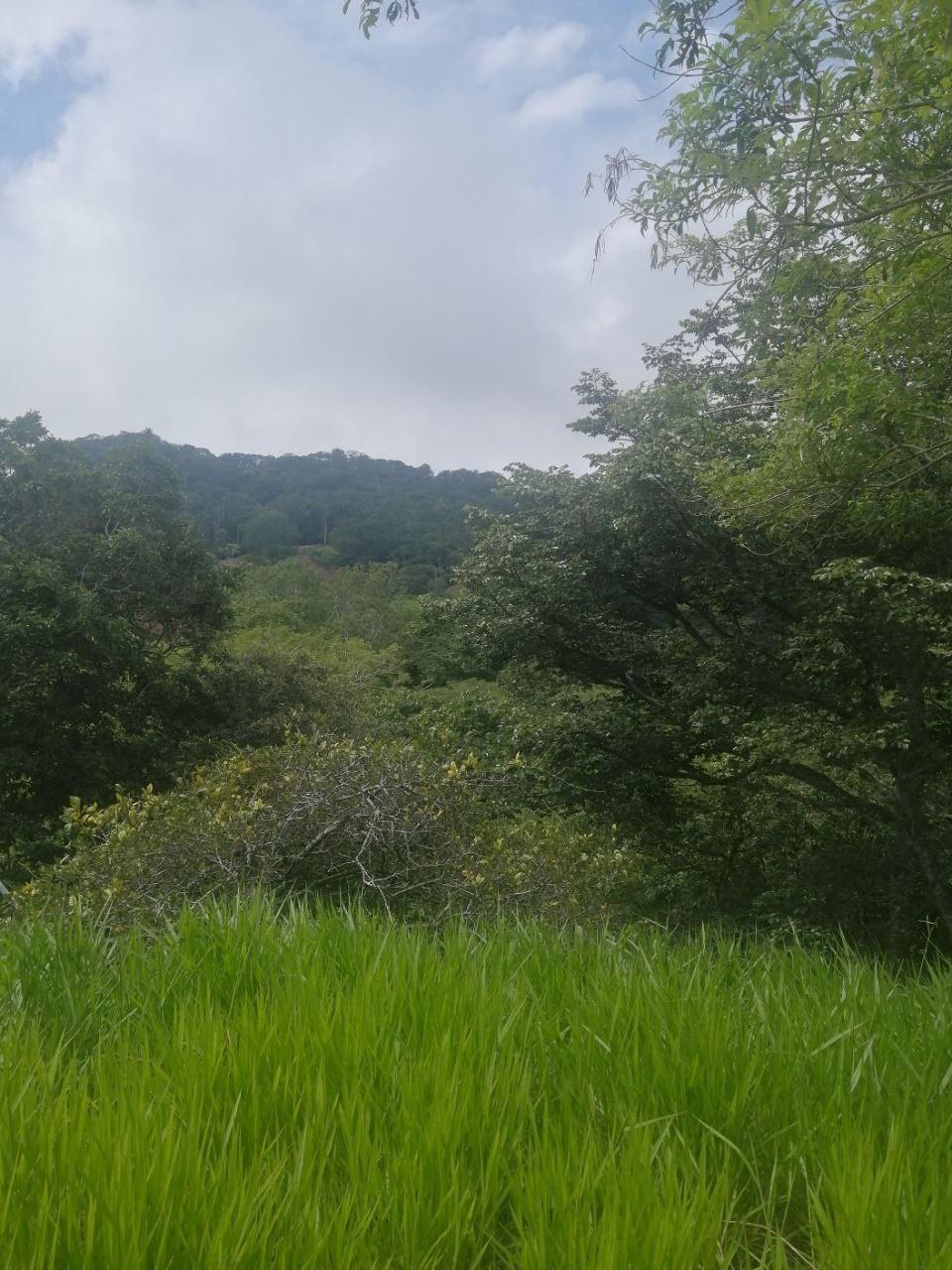 0 bed Land For Sale in Atenas, Alajuela - thumb 3