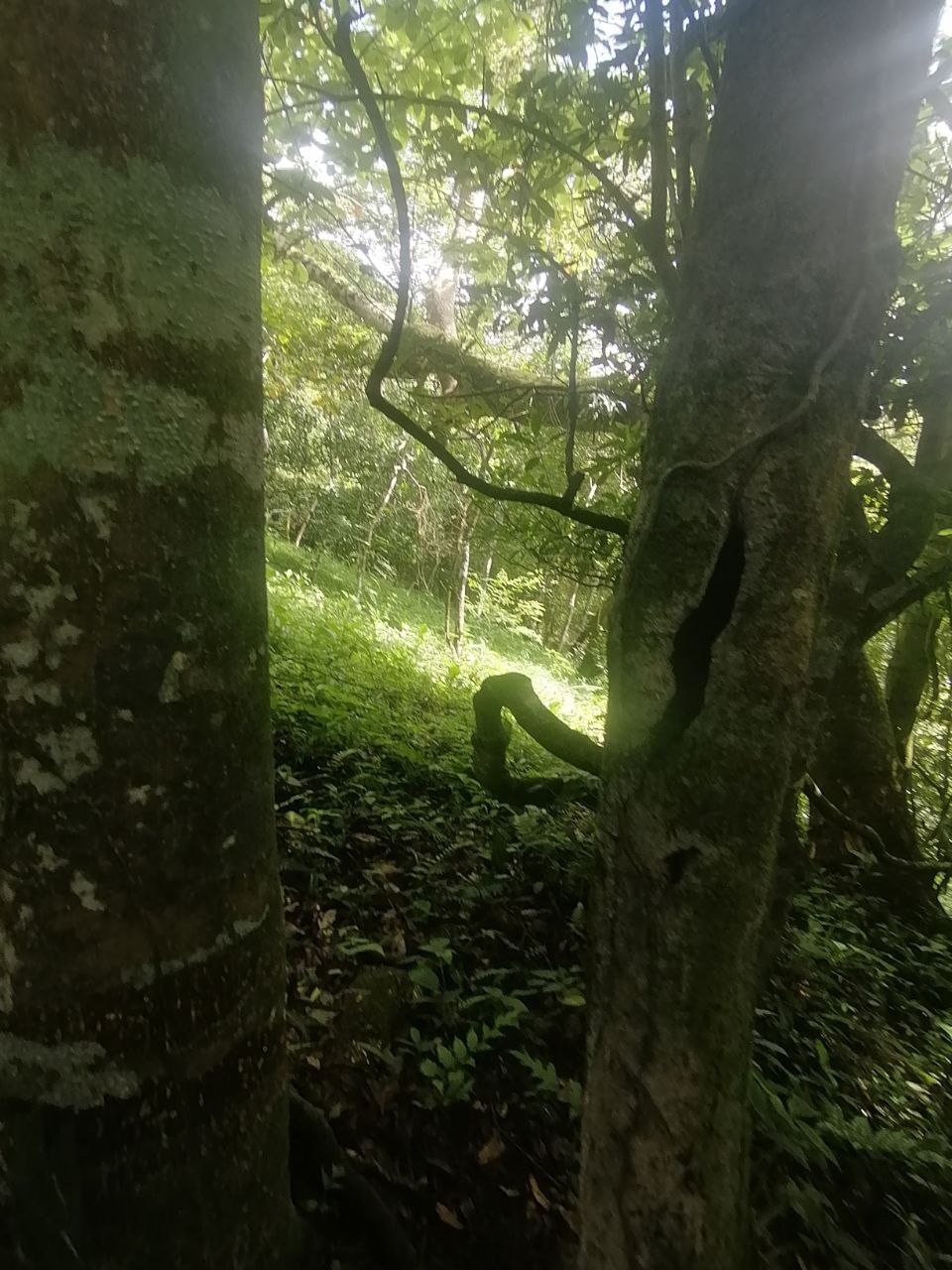 0 bed Land For Sale in Atenas, Alajuela - thumb 10