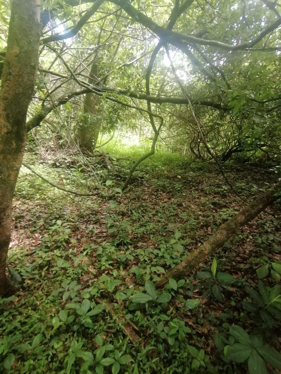 0 bed Land For Sale in Atenas, Alajuela - thumb 8