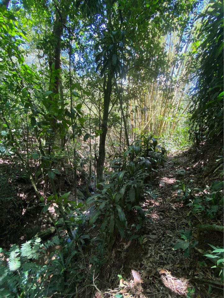 0 bed Land For Sale in San Ramon, Alajuela - thumb 2