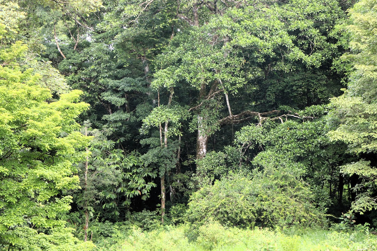 0 bed Land For Sale in Ojochal, Puntarenas - thumb 7