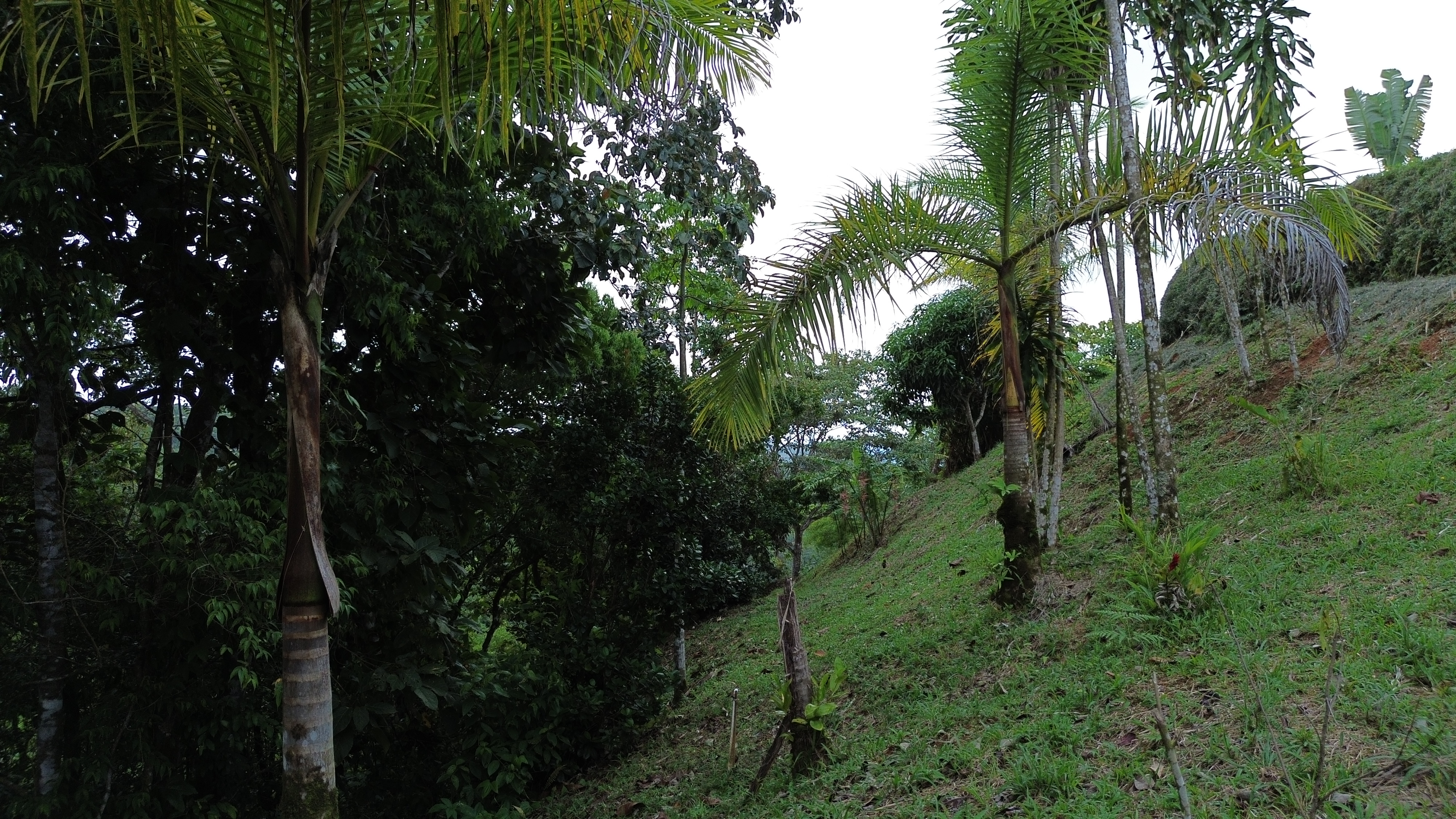 0 bed Land For Sale in Perez Zeledon, San Jose - thumb 11