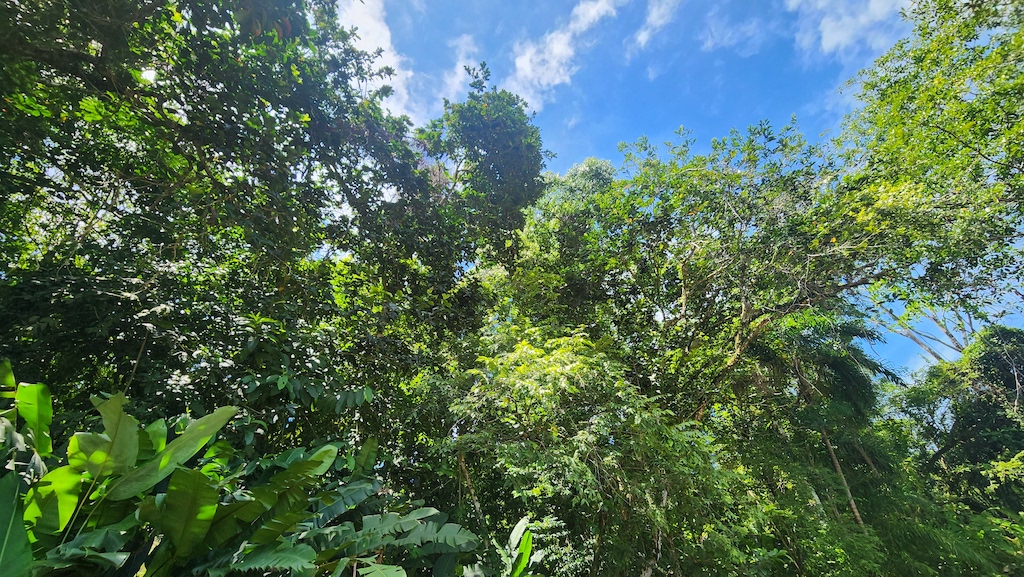 0 bed Land For Sale in Uvita, Puntarenas - thumb 8
