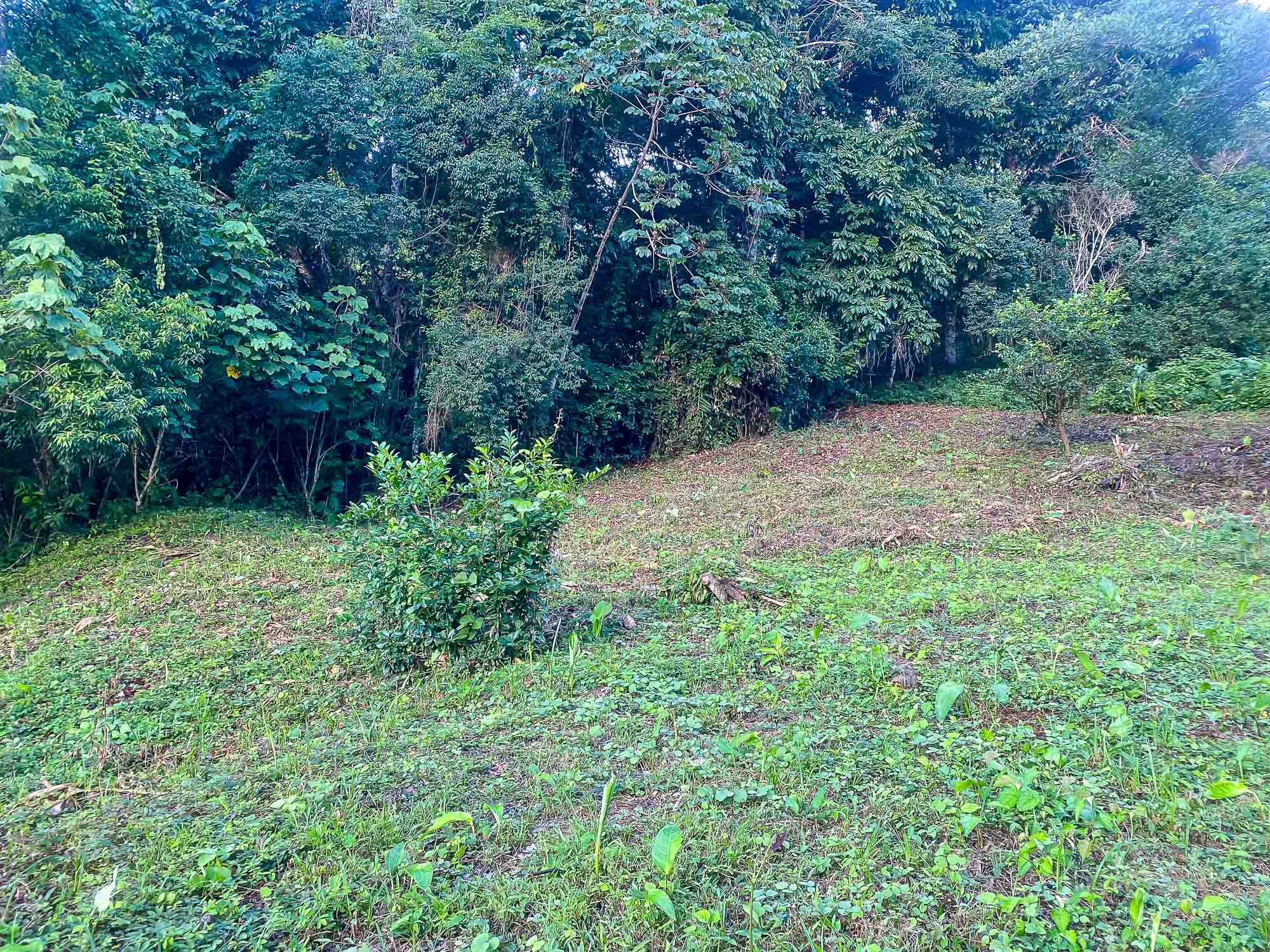 0 bed Land For Sale in Dominical, Puntarenas - thumb 5
