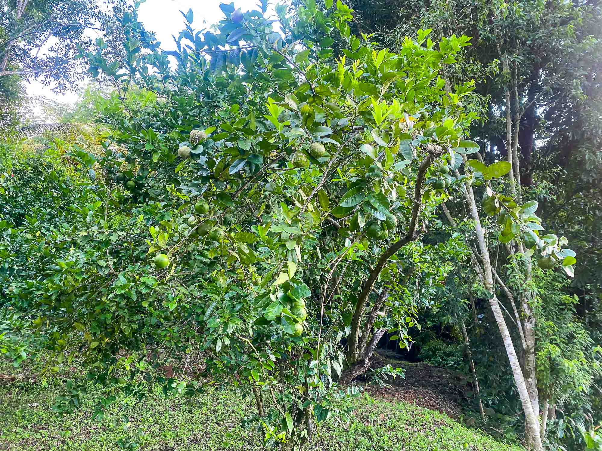 0 bed Land For Sale in Dominical, Puntarenas - thumb 6